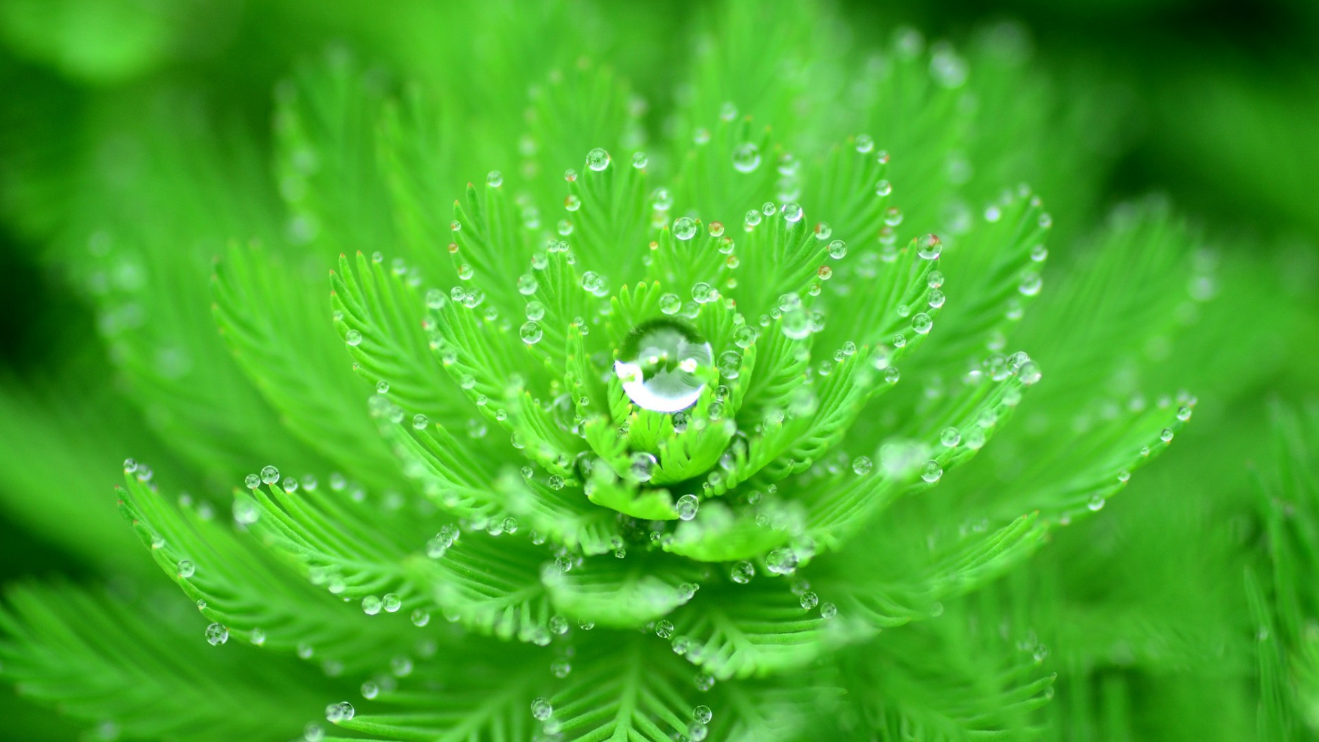 Wallpapers leaves depth of field water on the desktop