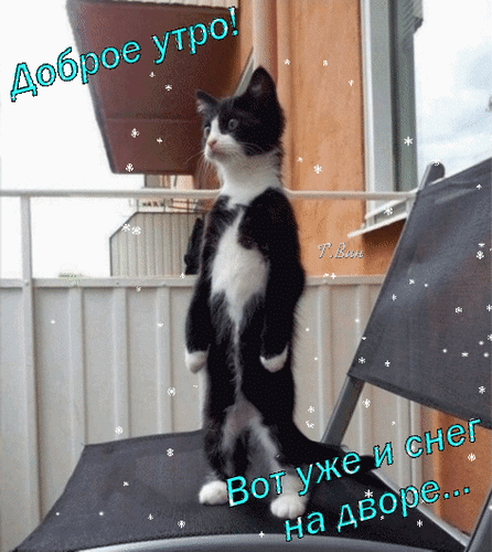 Открытка на тему ноябрь утро снег кошки доброе утро скачать бесплатно