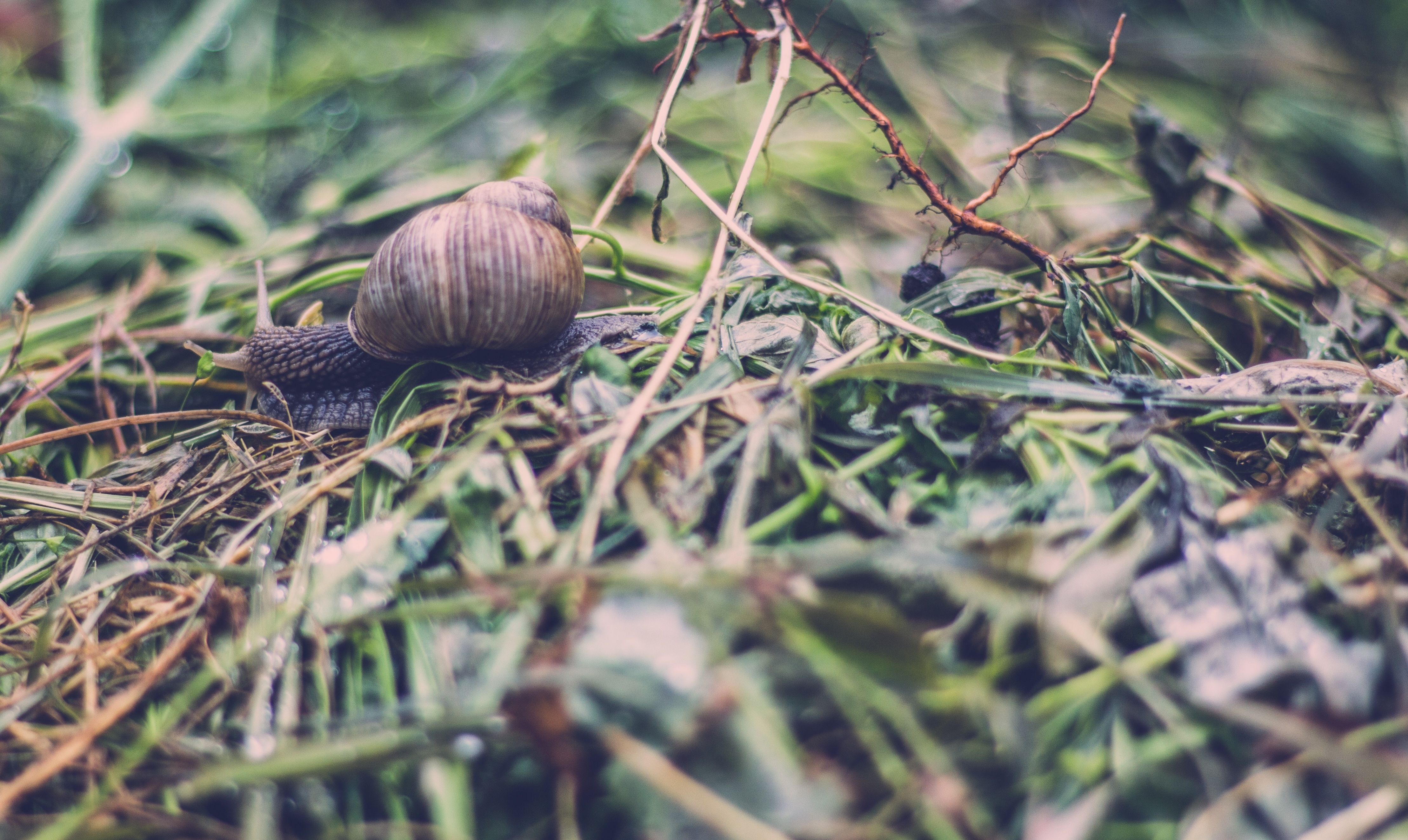 Wallpapers snail grass insect on the desktop