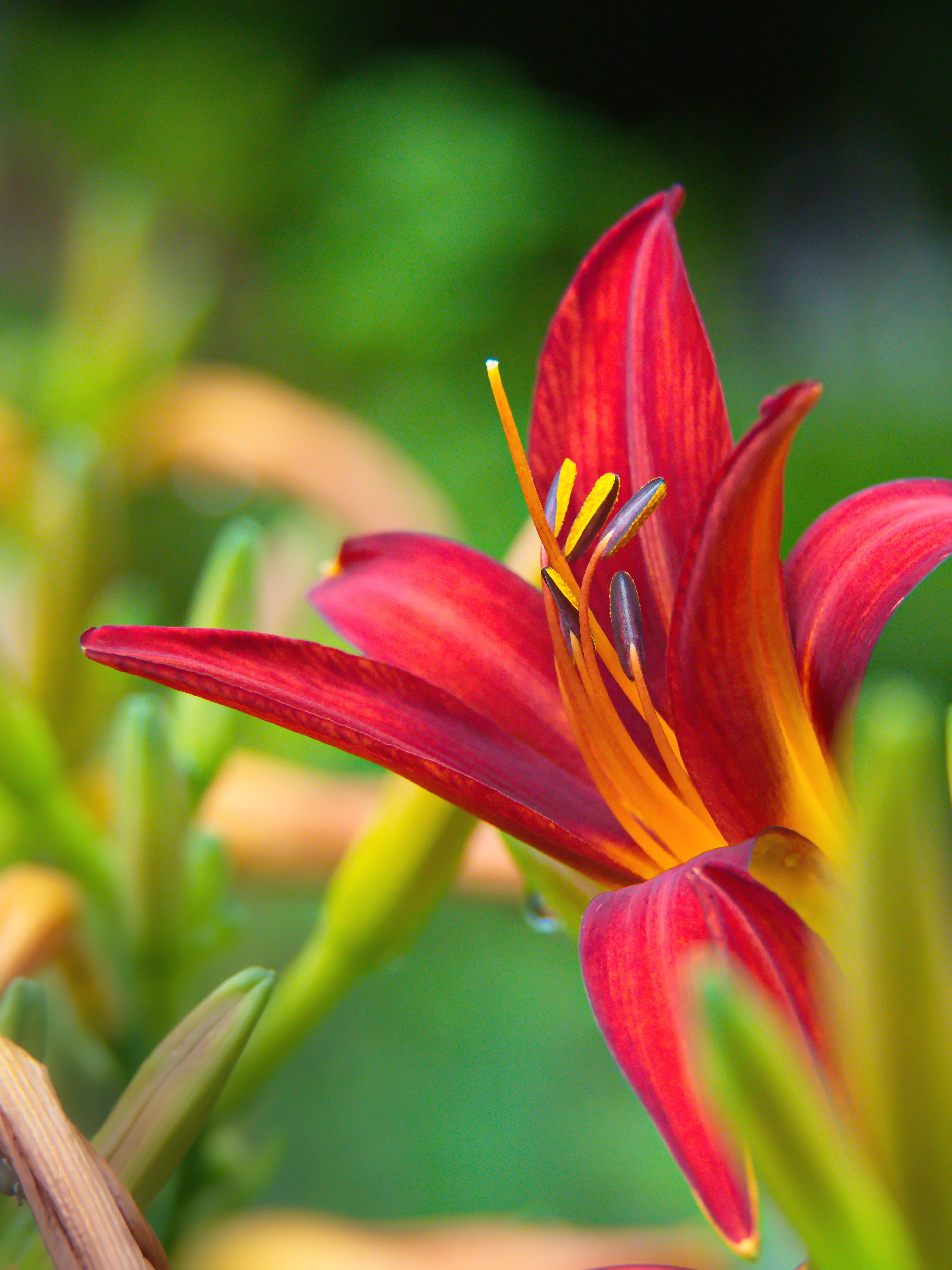 Free photo An unusual red flower