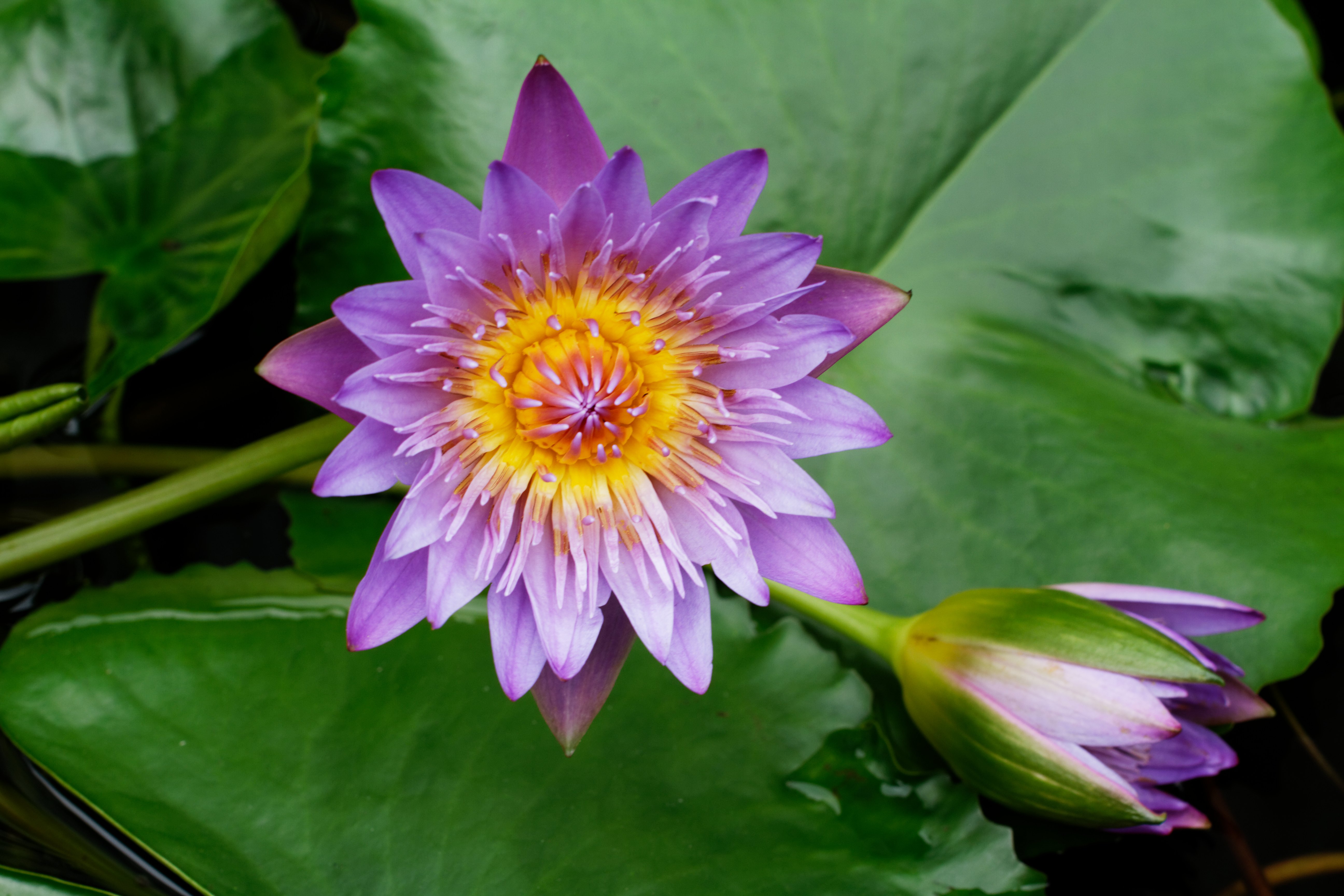 桌面上的壁纸百合花 花 水之美