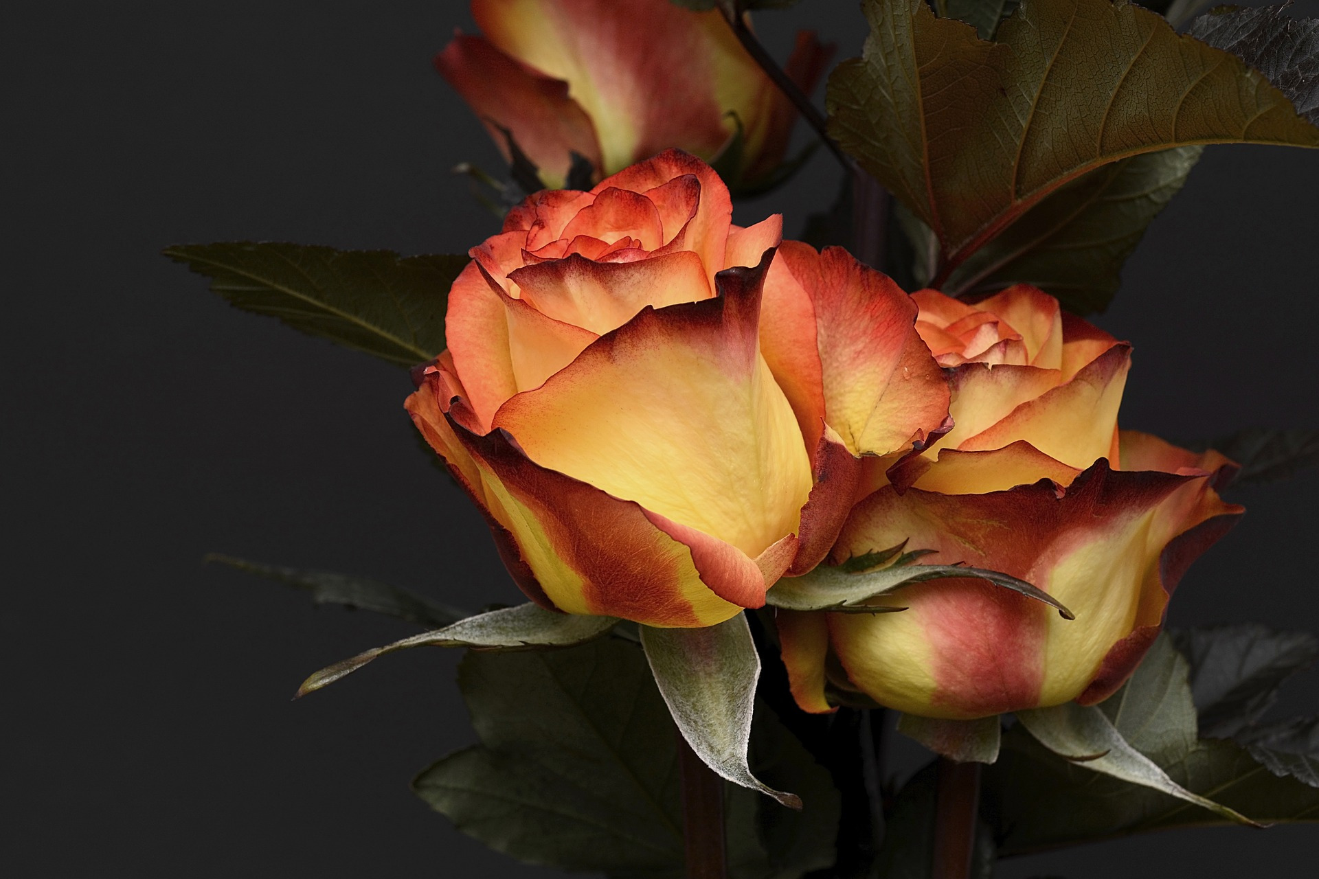 免费照片颜色不寻常的玫瑰花