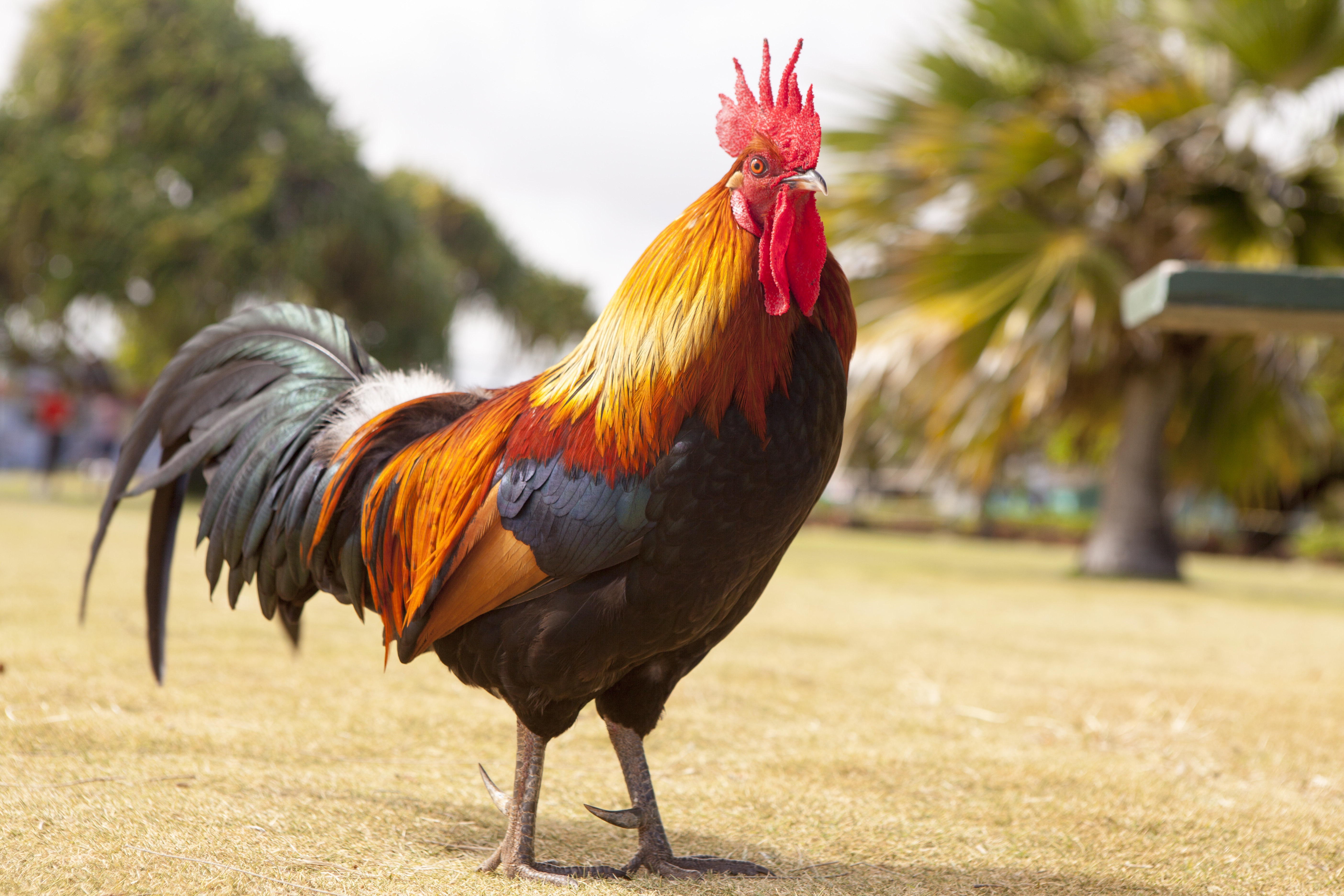 The majestic rooster