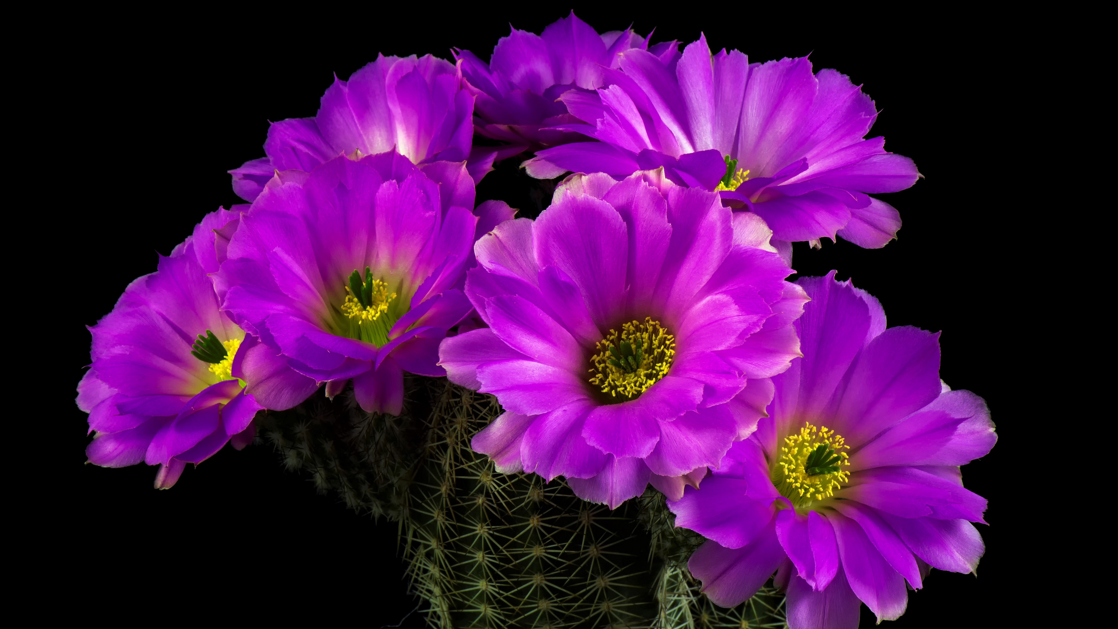 Free photo A cactus blooming with purple flowers