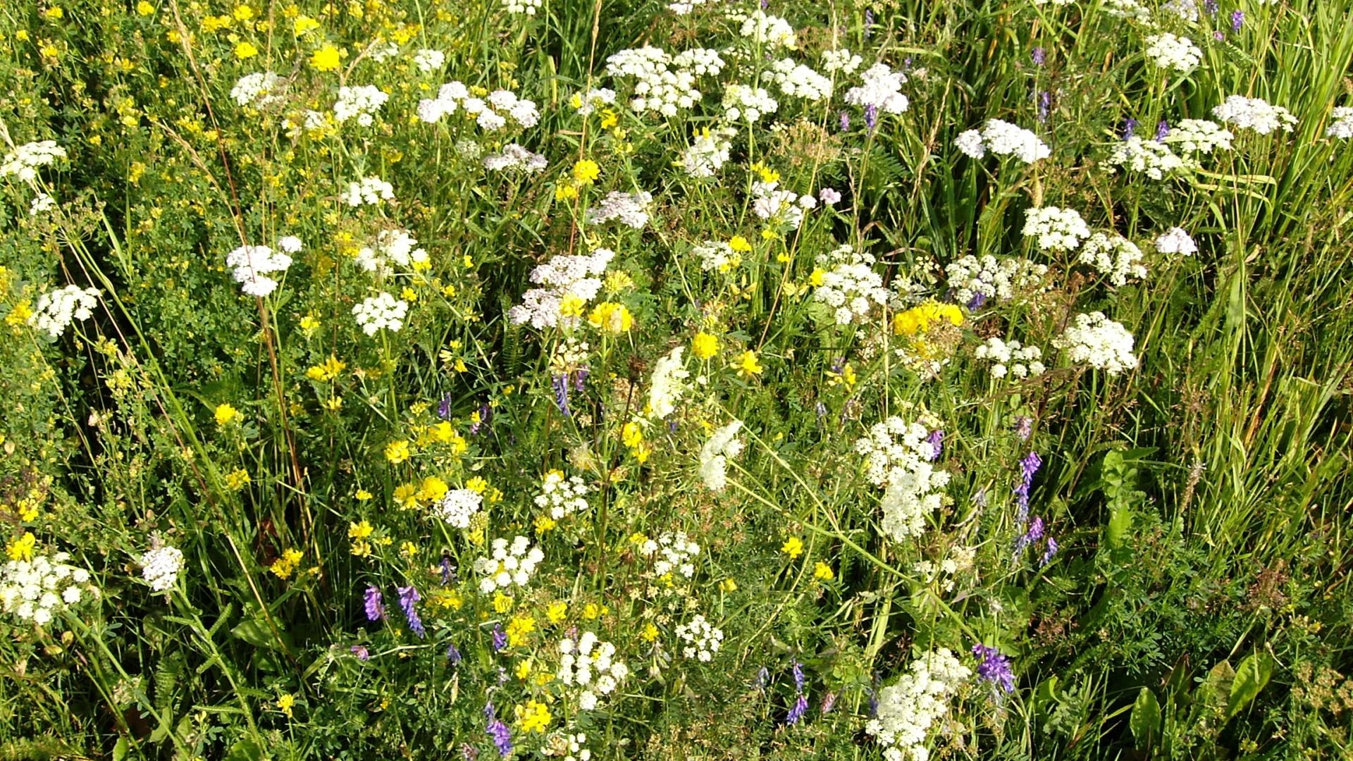 Обои цветы луг разные на рабочий стол
