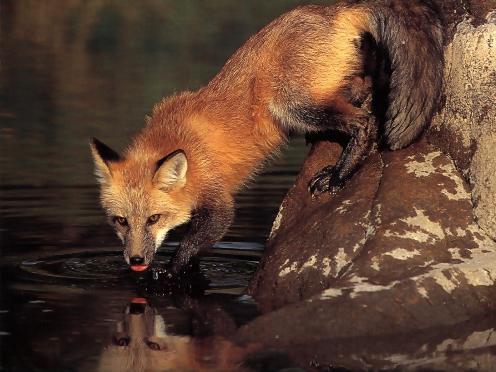 The red fox by the stream
