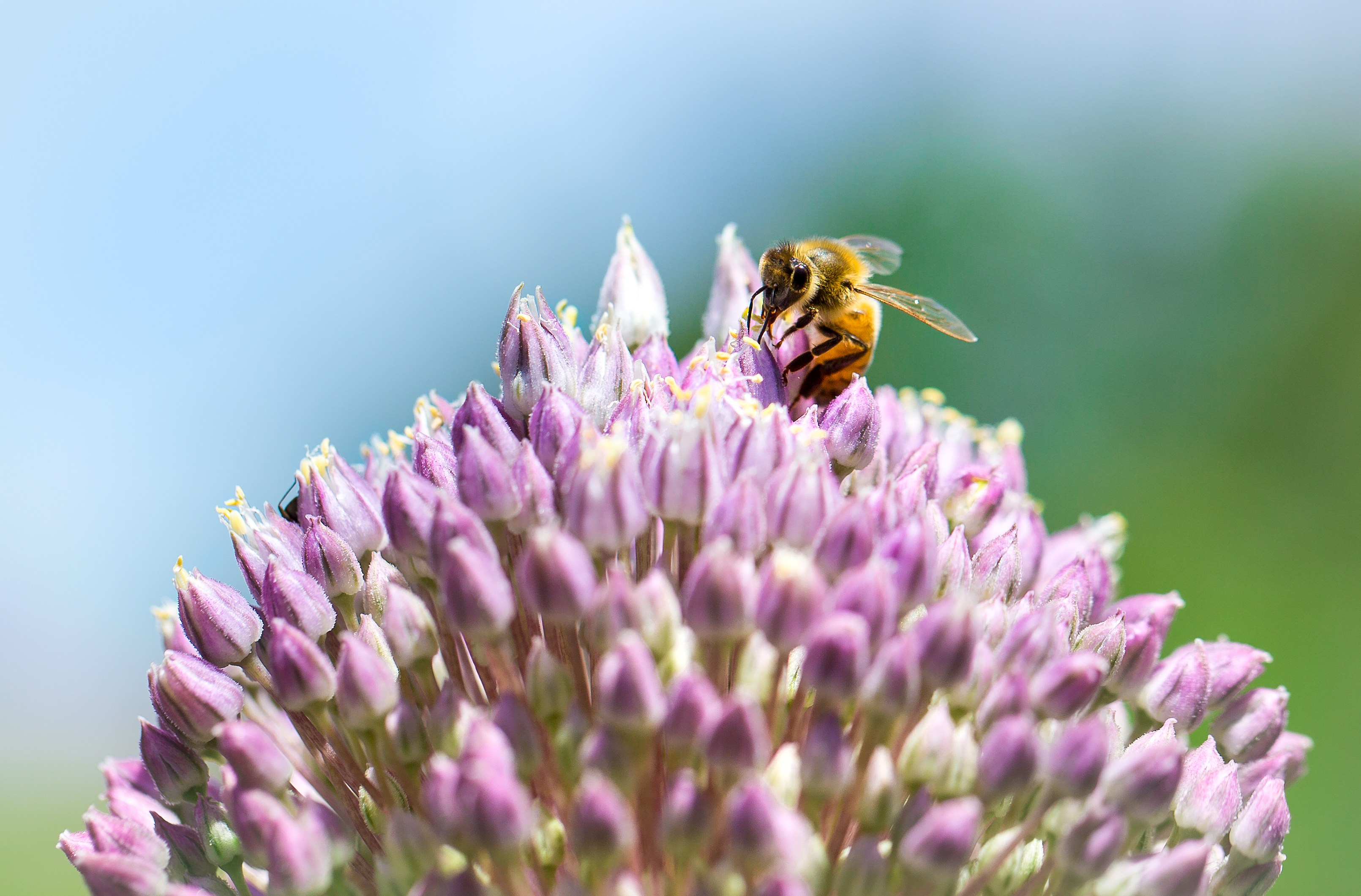 Wallpapers nature flower plant on the desktop