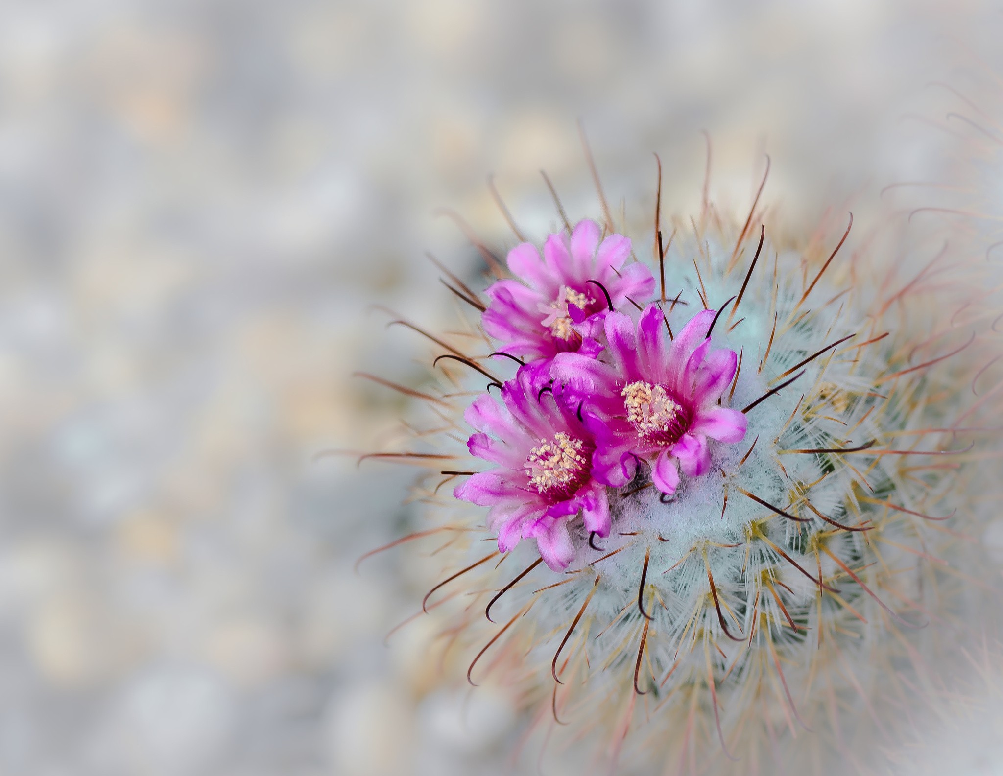 Wallpapers plant stem thistle spring on the desktop