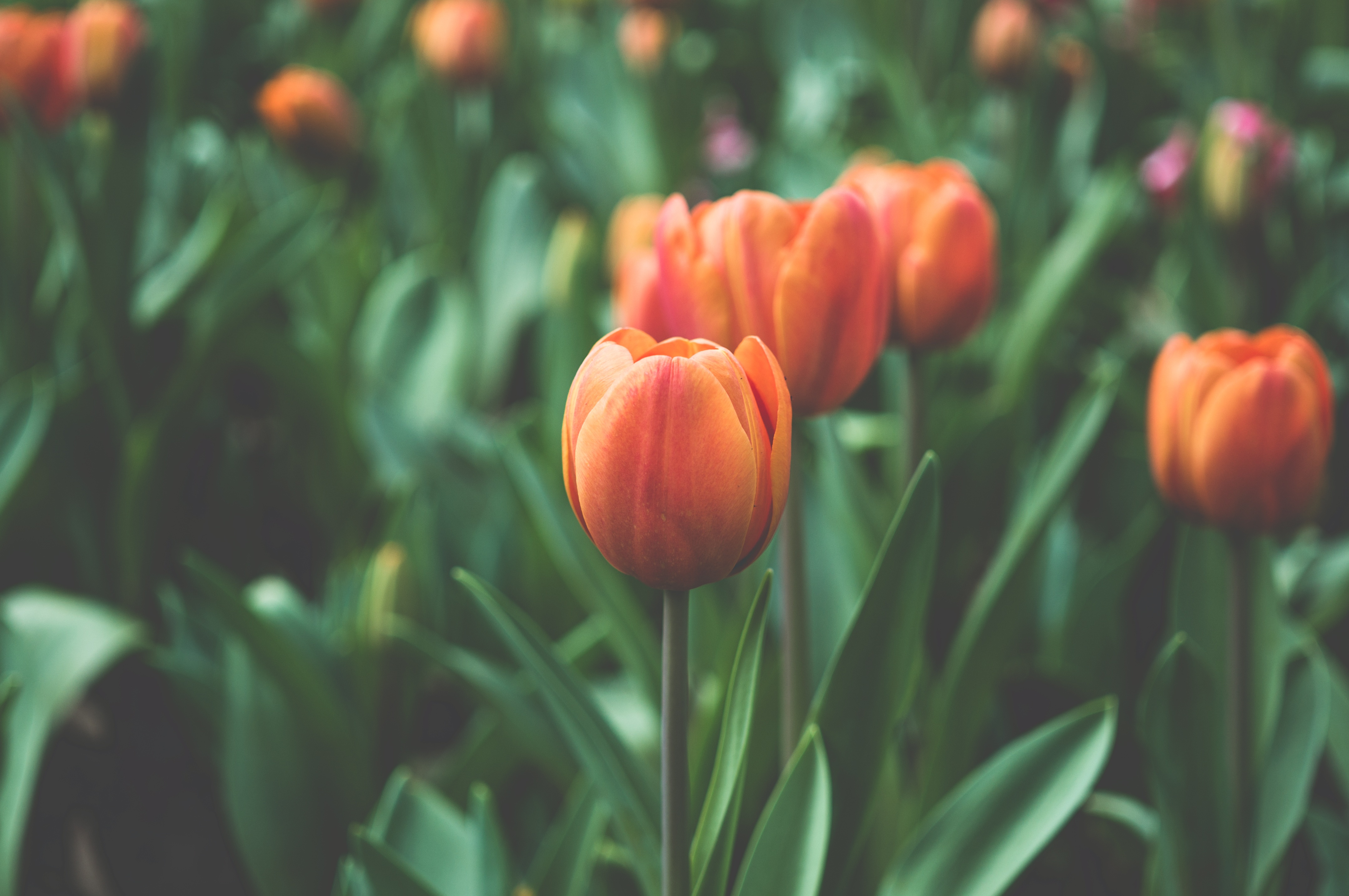 Free photo Close-up of a field of lilies