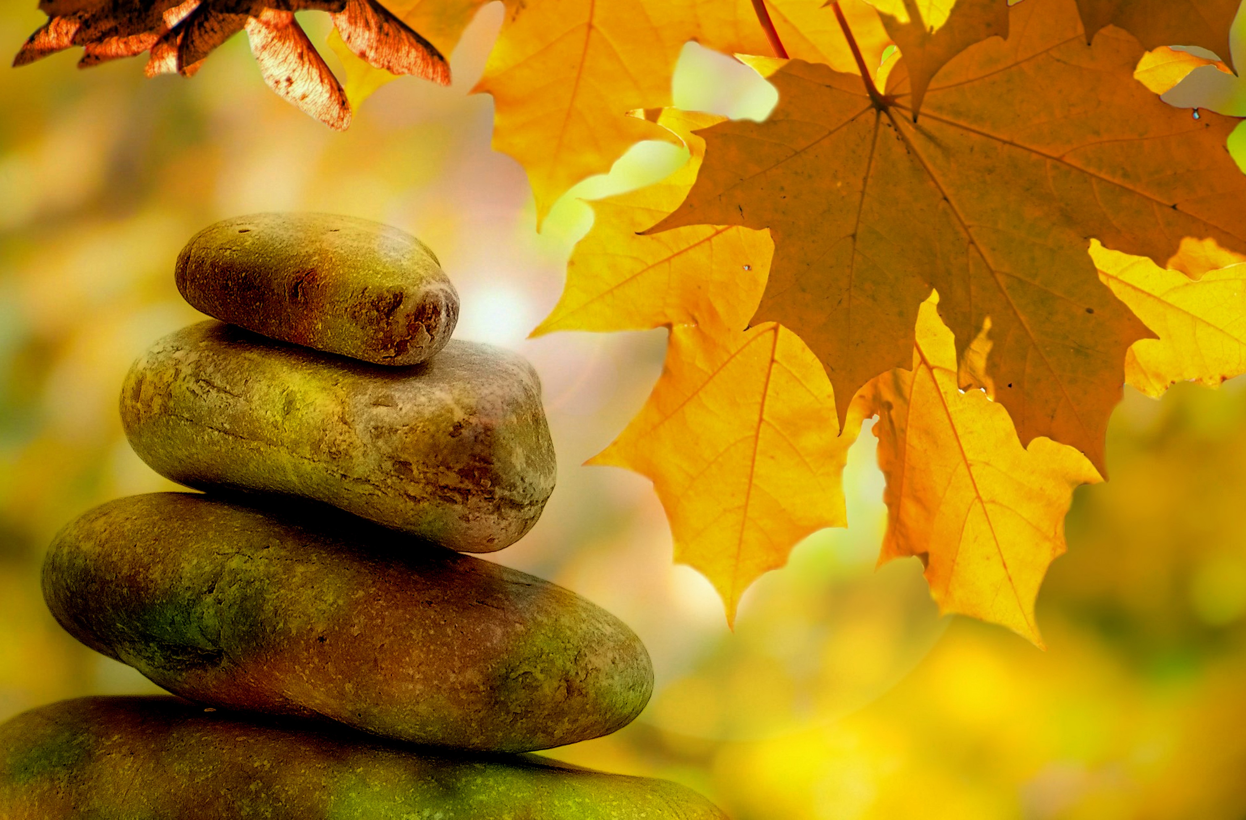 Free photo Pebbles stacked on top of each other against a backdrop of fall maple leaves