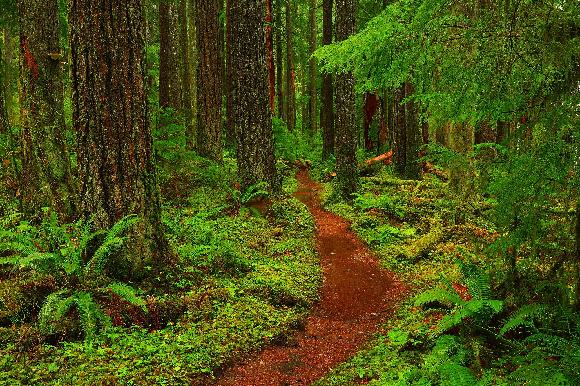 Free photo Wallpaper nature, trail on the phone high quality