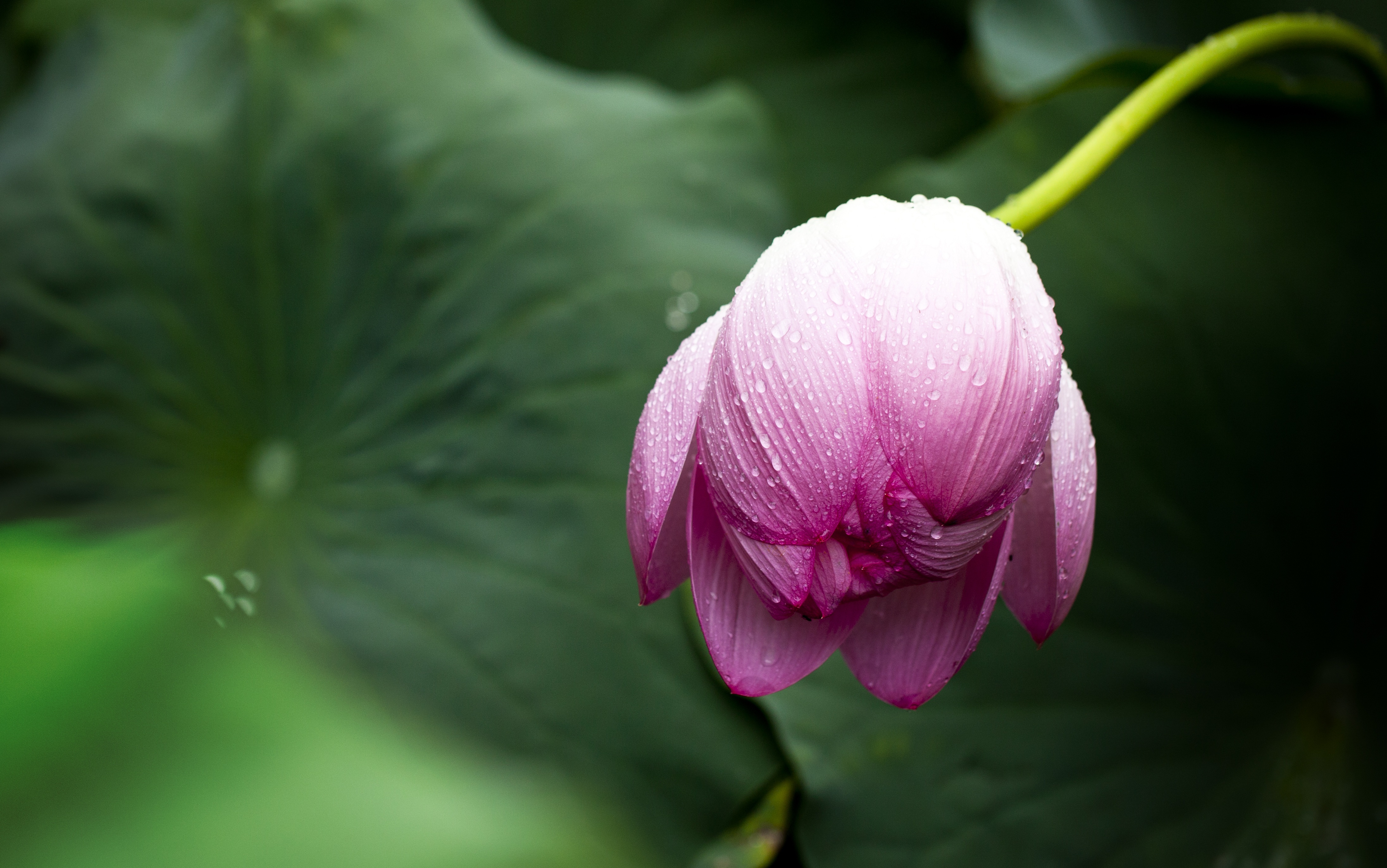 Free photo Lotus bud