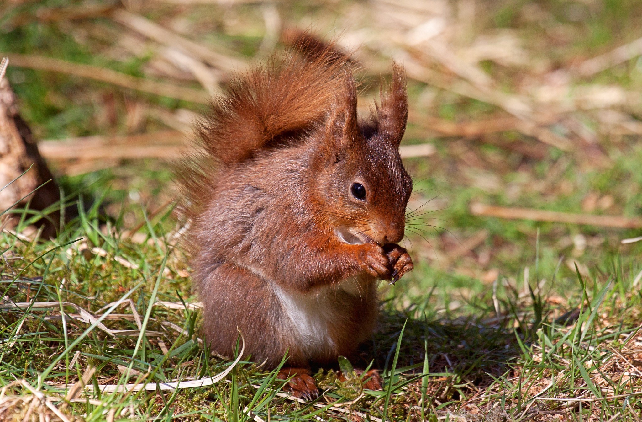 Free photo A squirrel sits on the grass