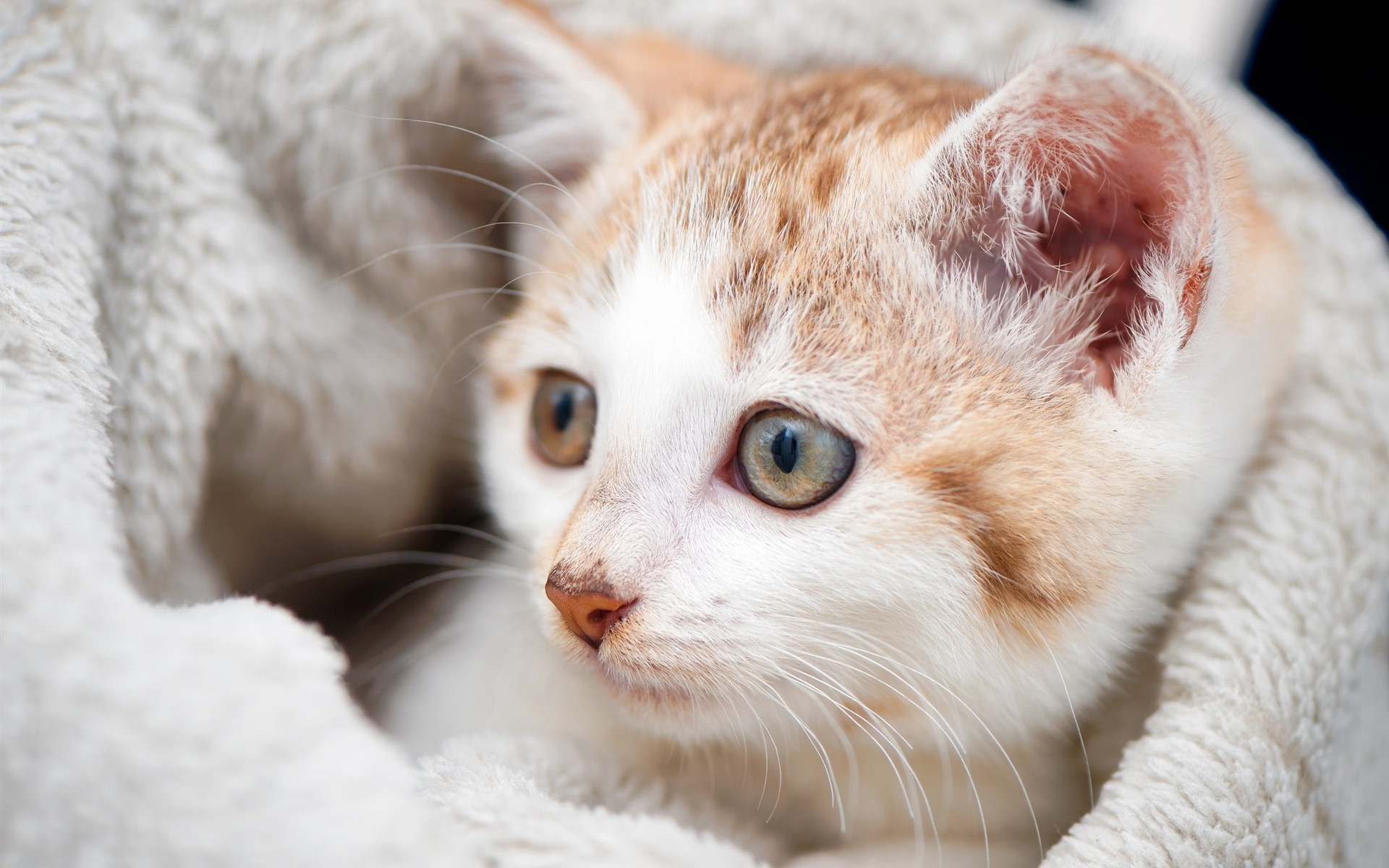 Free photo Cute kitten wrapped in a blanket