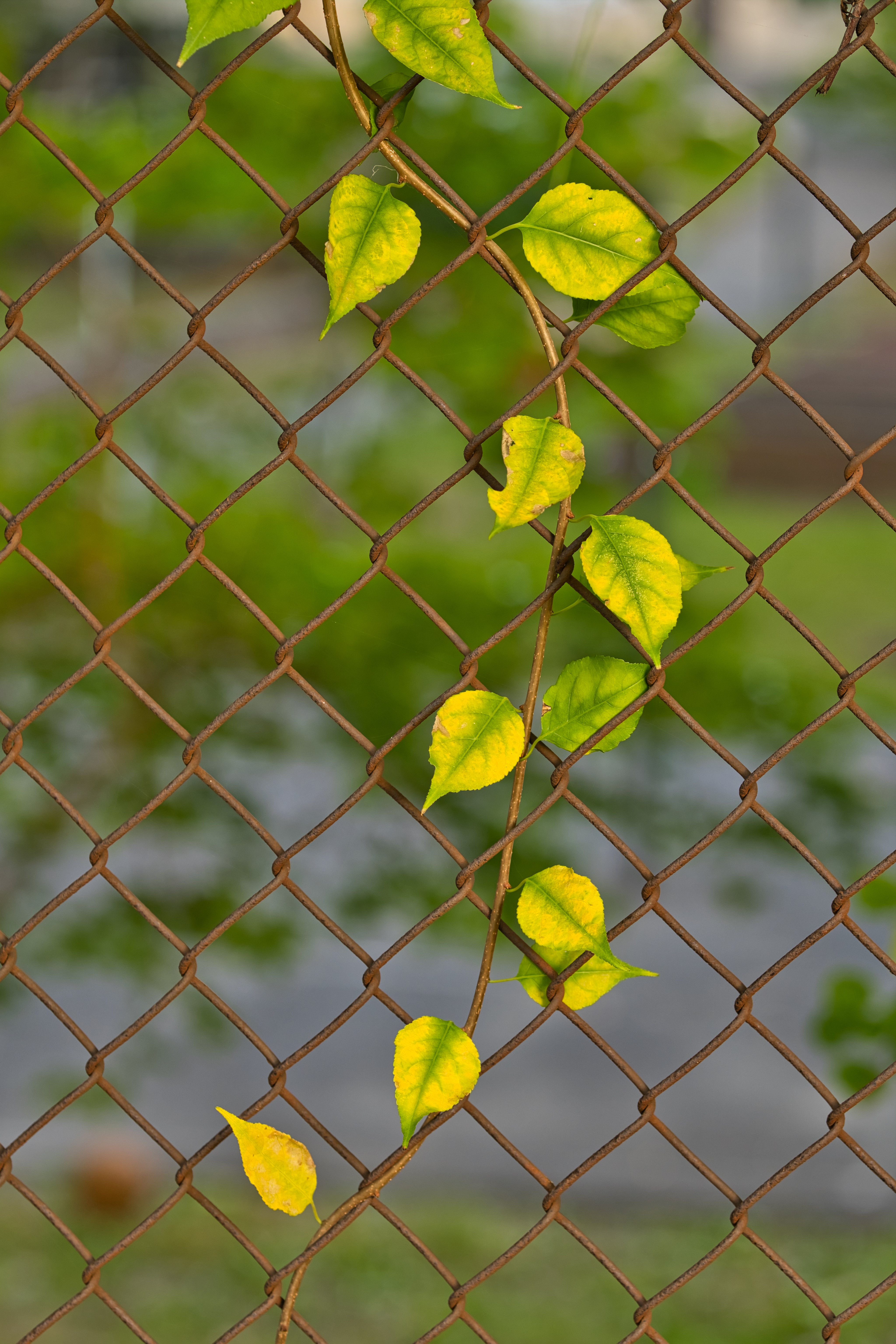 Веточка дерева с зелеными листьями держится за железный забор