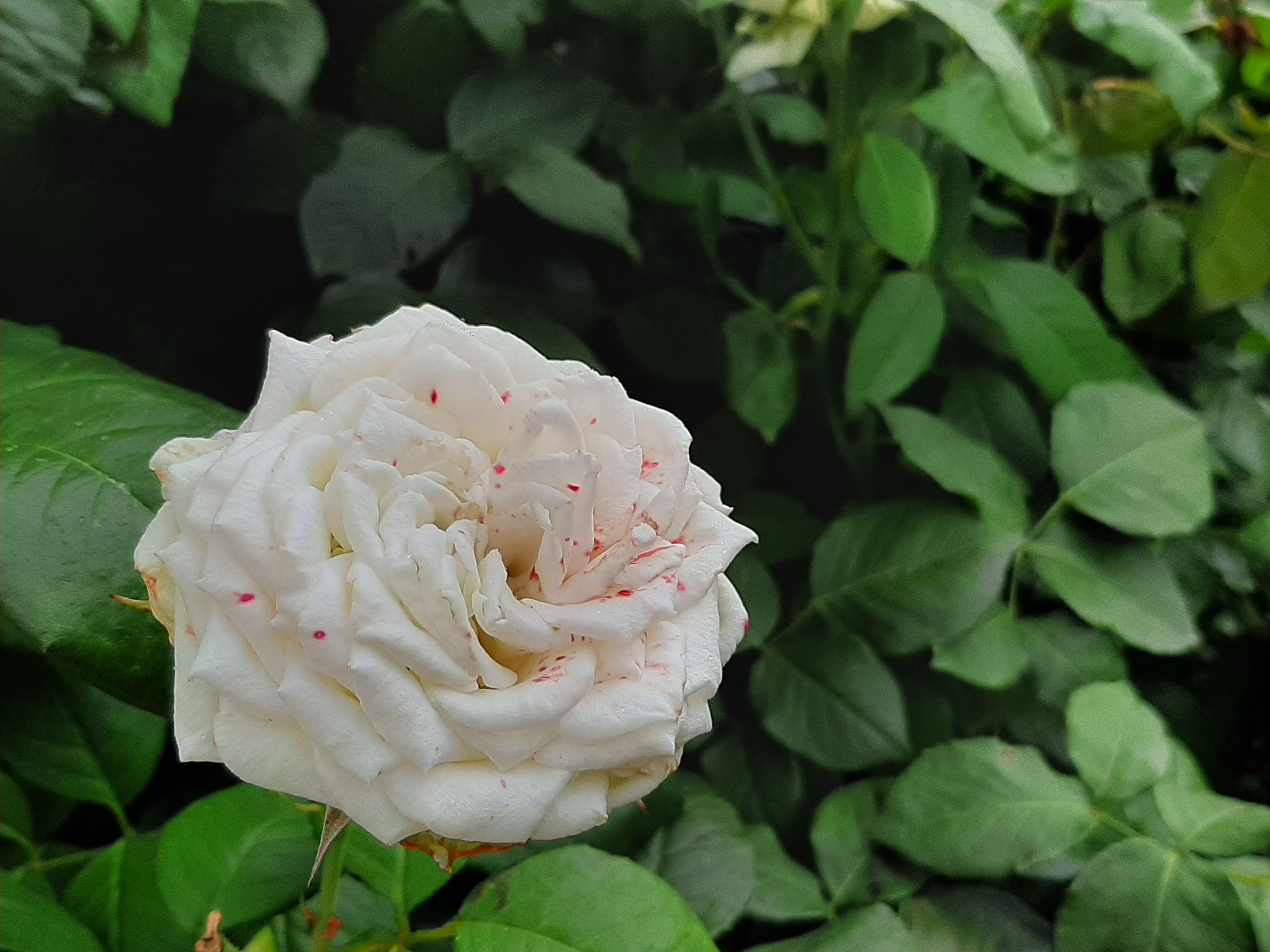 Free photo A lonely white rose