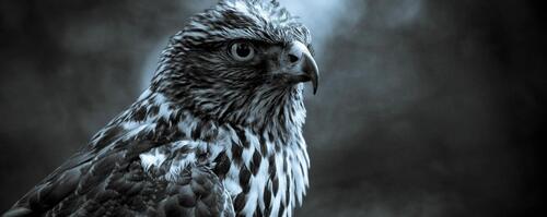 Бесплатное фото Красивый сокол