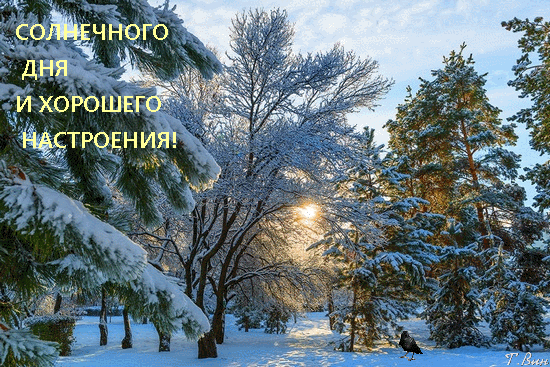 Postcard on the theme day sunny weather forest download for free