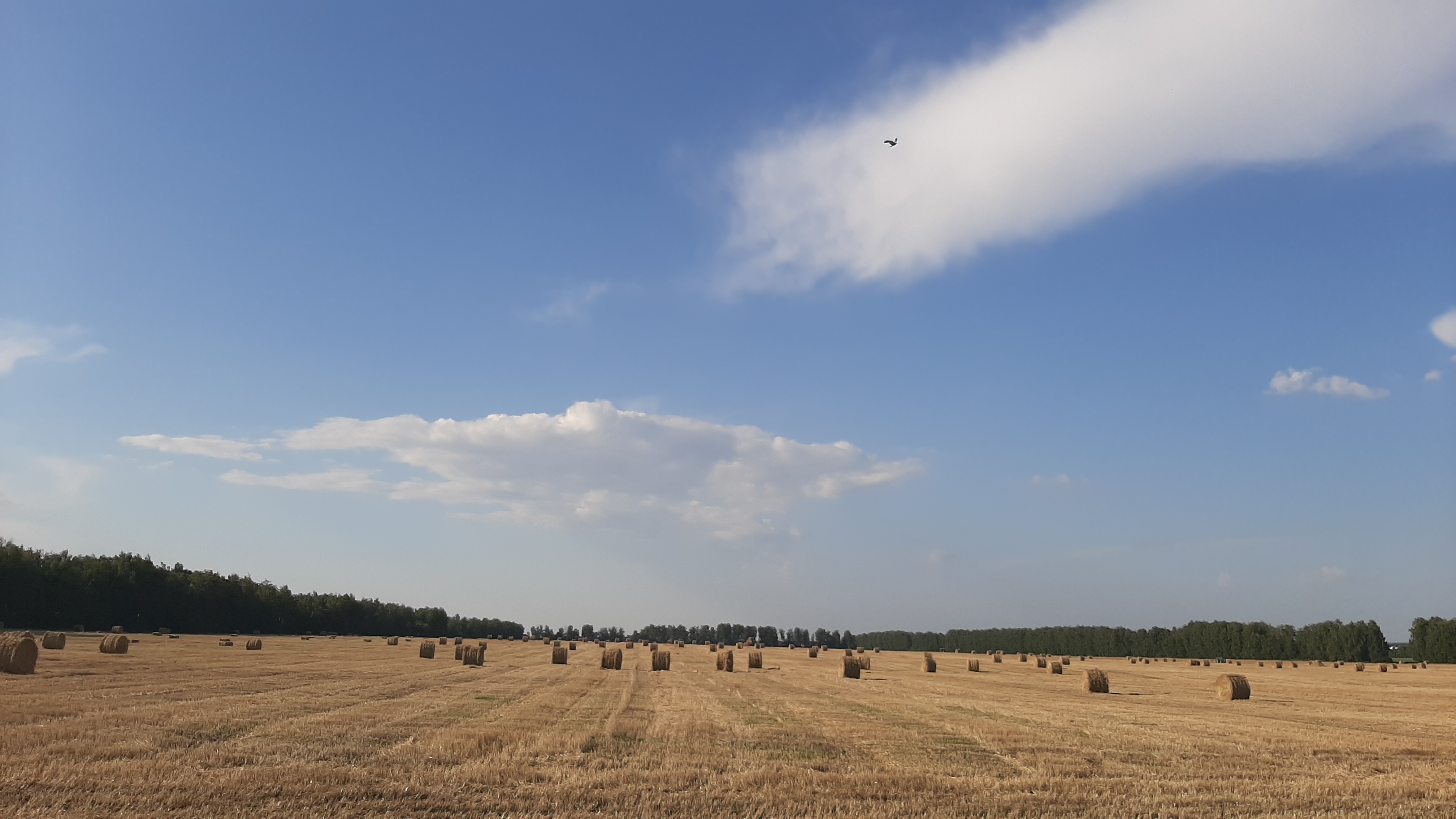 Free photo A big field with haystacks