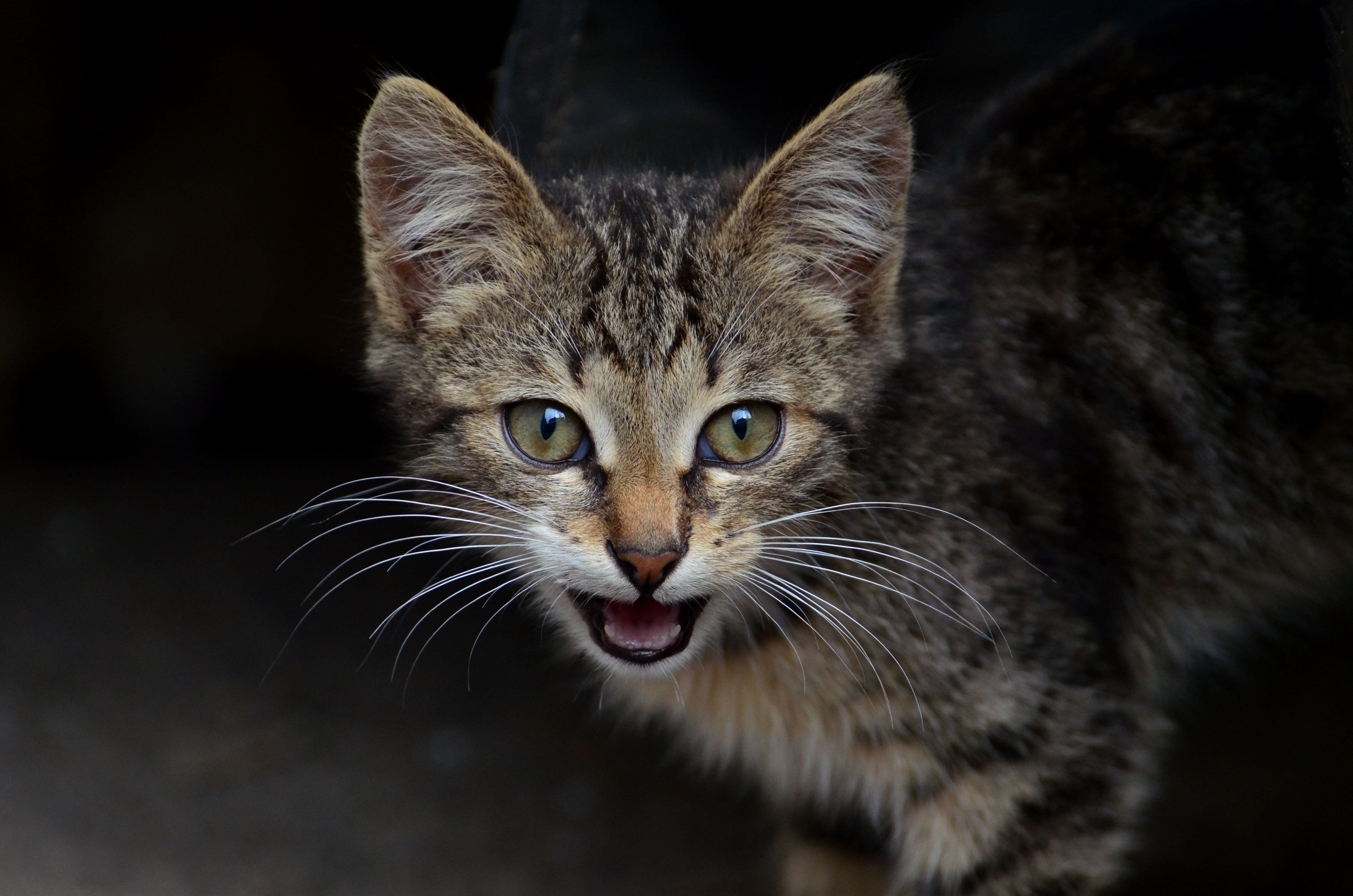 Wallpapers cat view kitten on the desktop