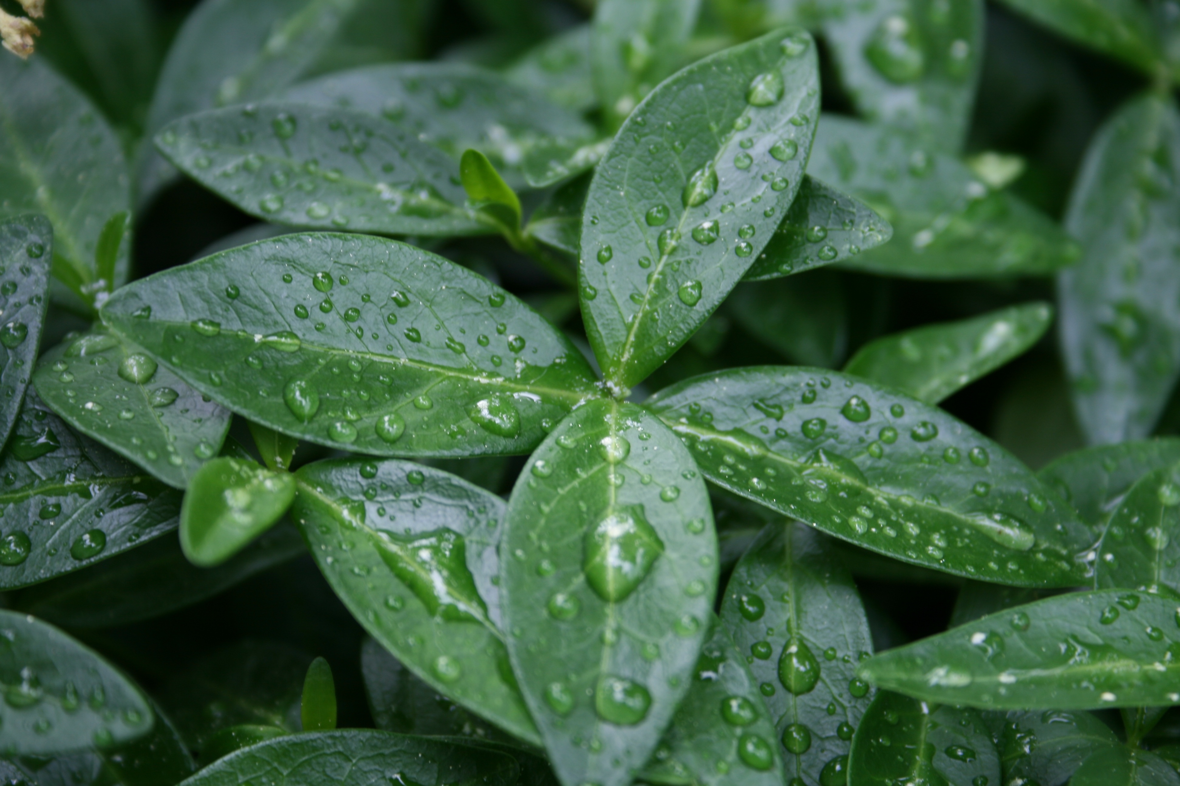 Raindrops on green leaves