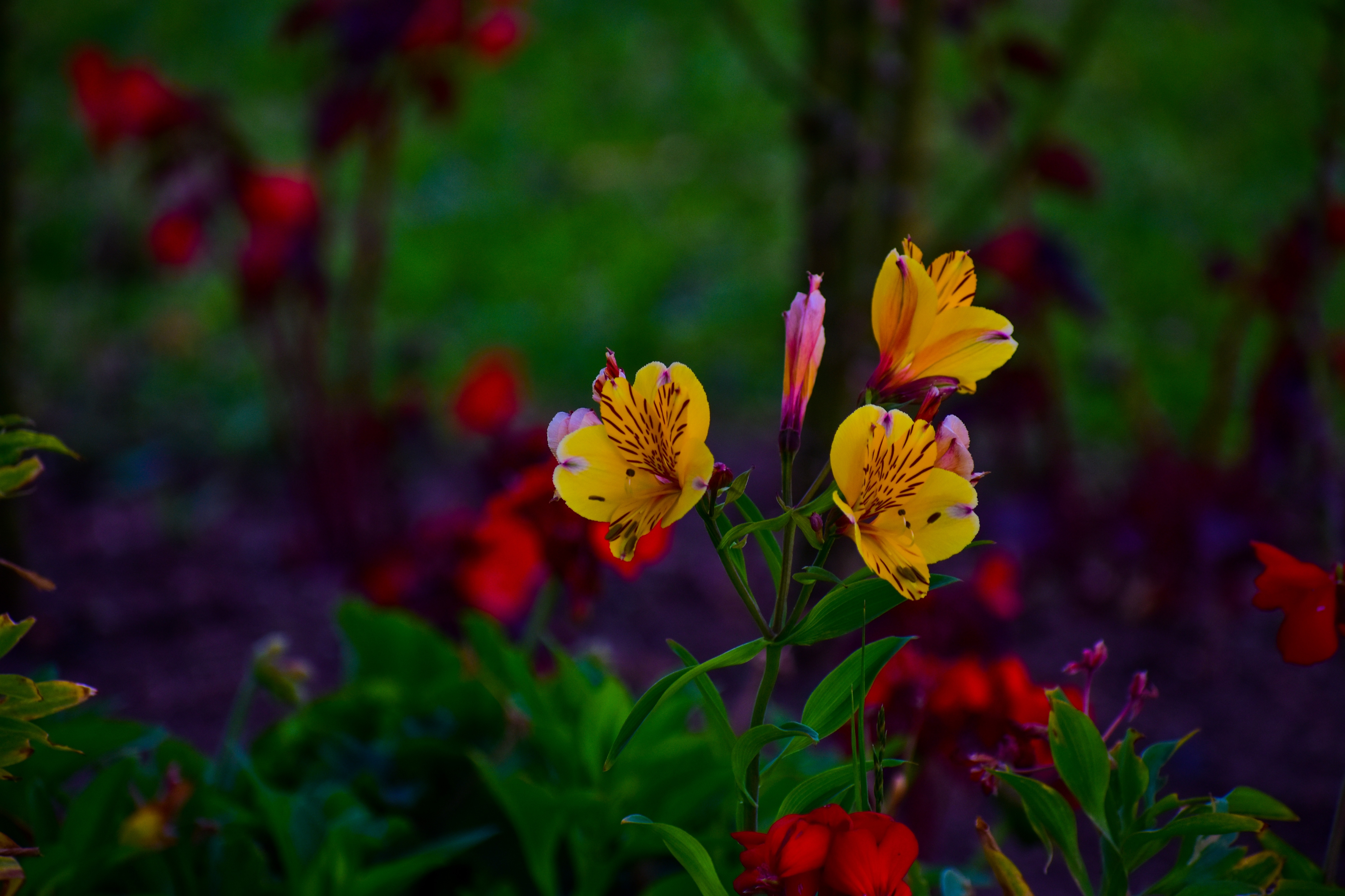 Free photo Beautiful yellow Peruvian lily