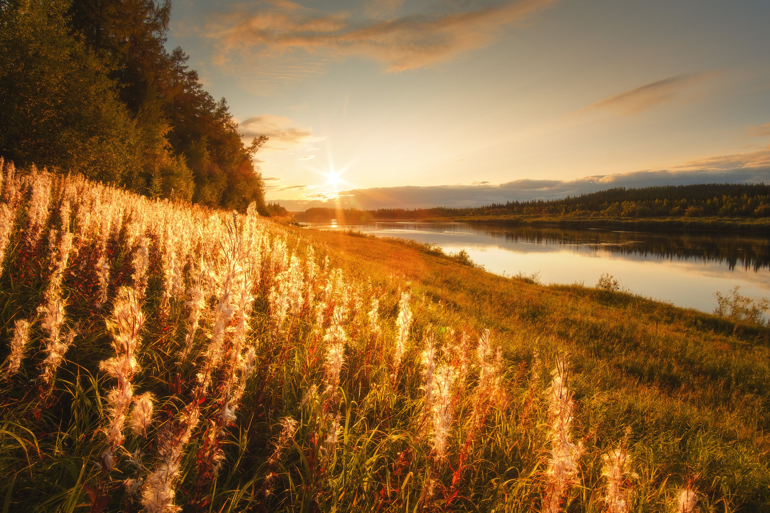 Free photo Siberian gold