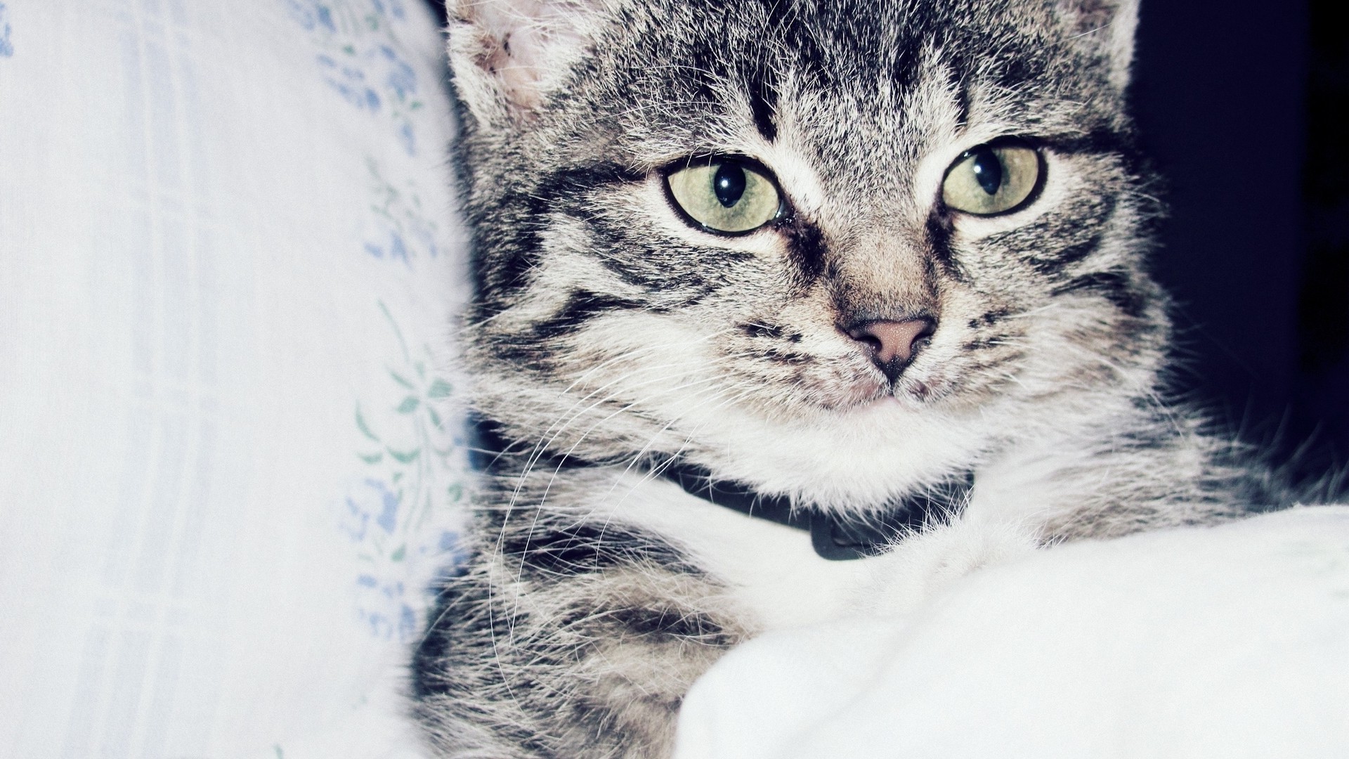 桌面上的壁纸白色 猫 动物