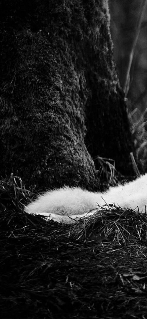 Бесплатное фото Белый волк на монохромном фото