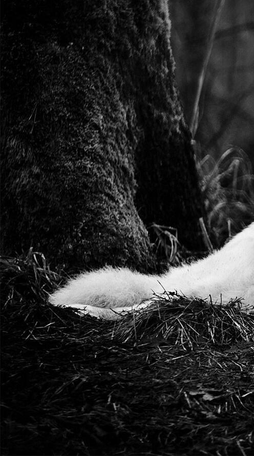 Бесплатное фото Белый волк на монохромном фото