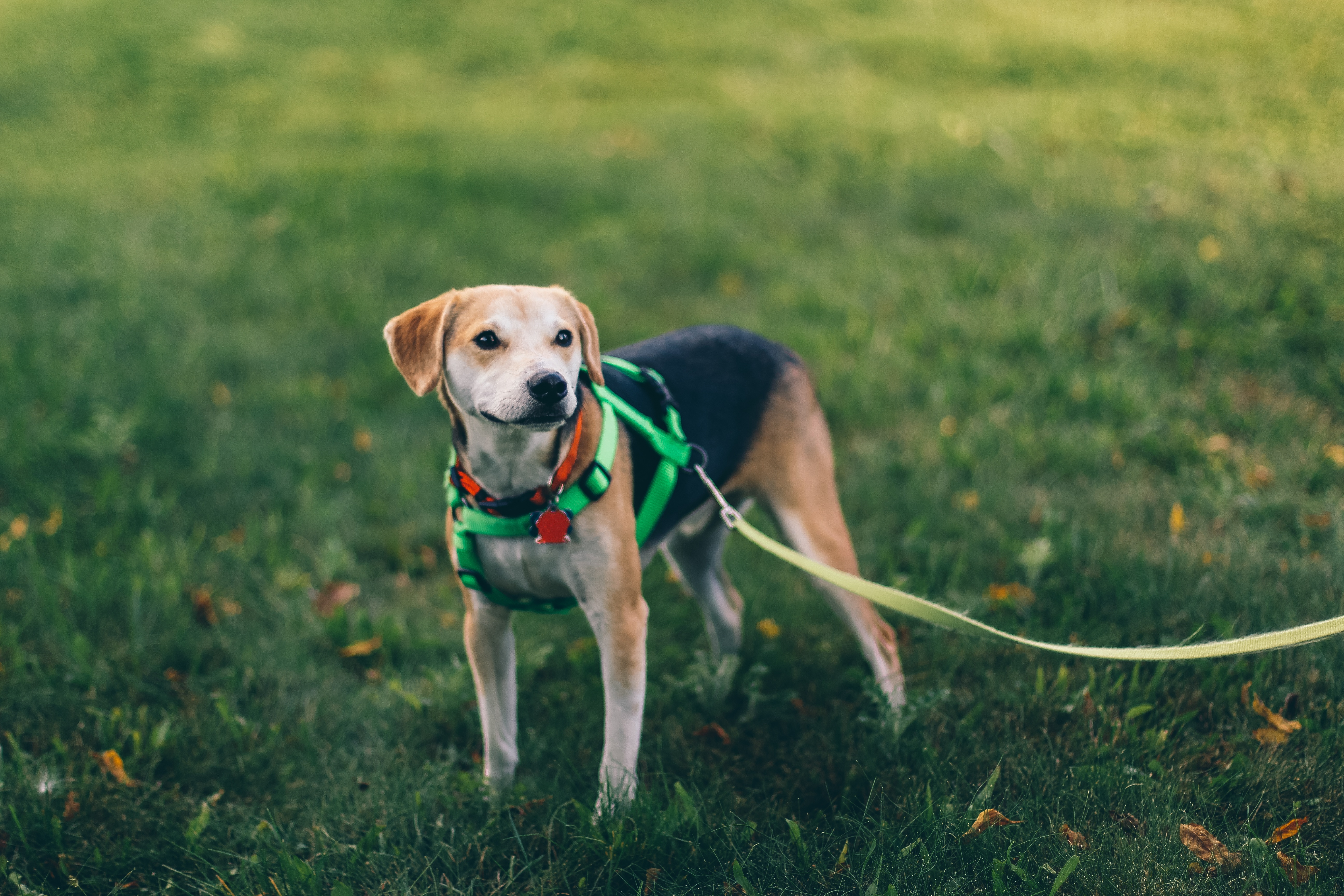 Free photo A lop-eared puppy on a leash walking on a green lawn