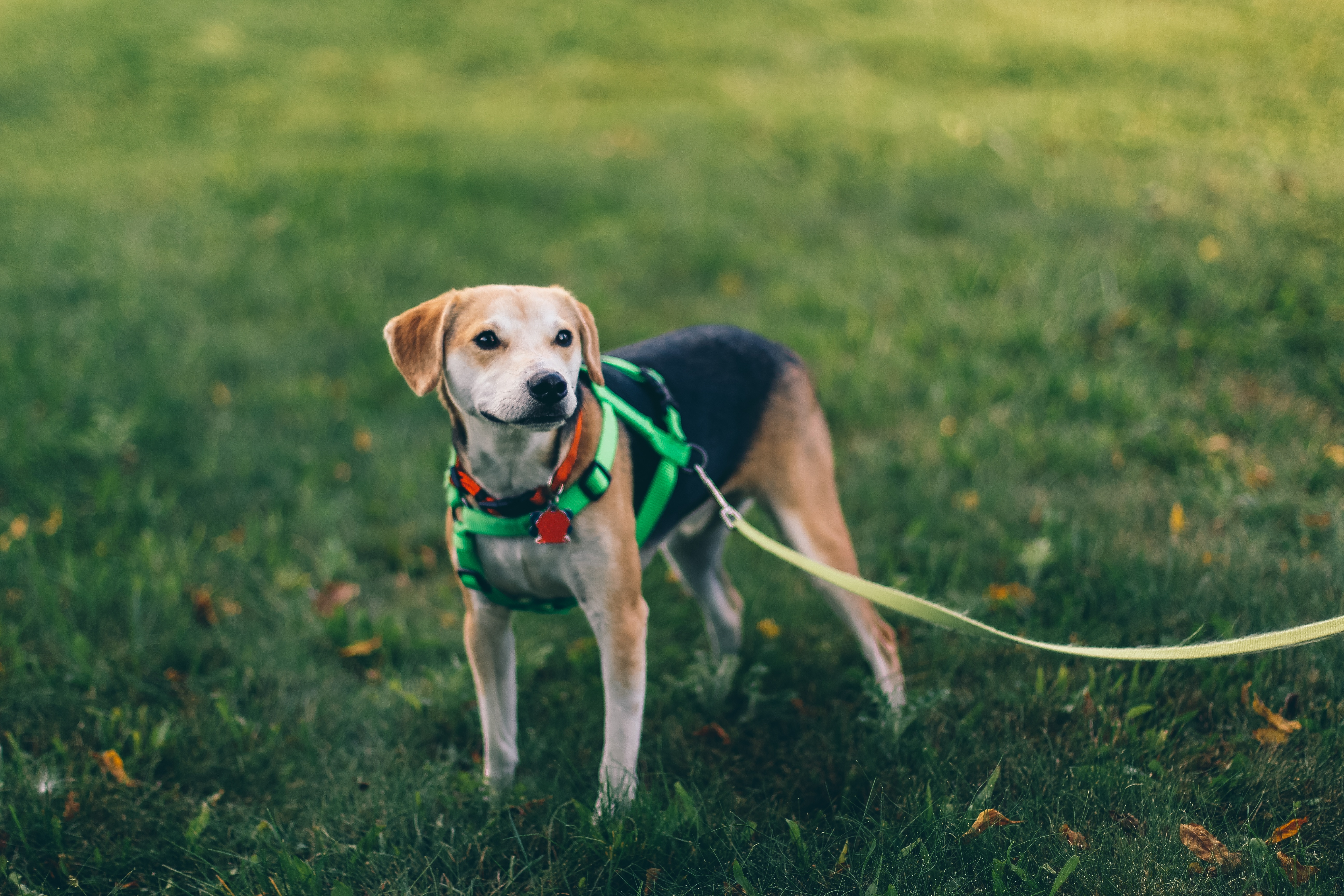 Вислоухий щенок на поводке гуляет по зеленому газону