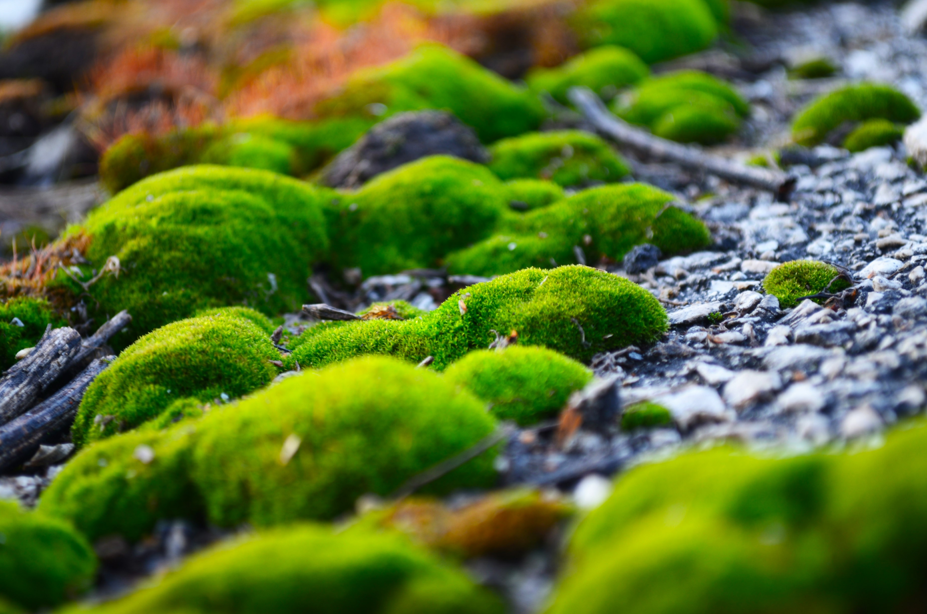 Free photo The moss on the stones