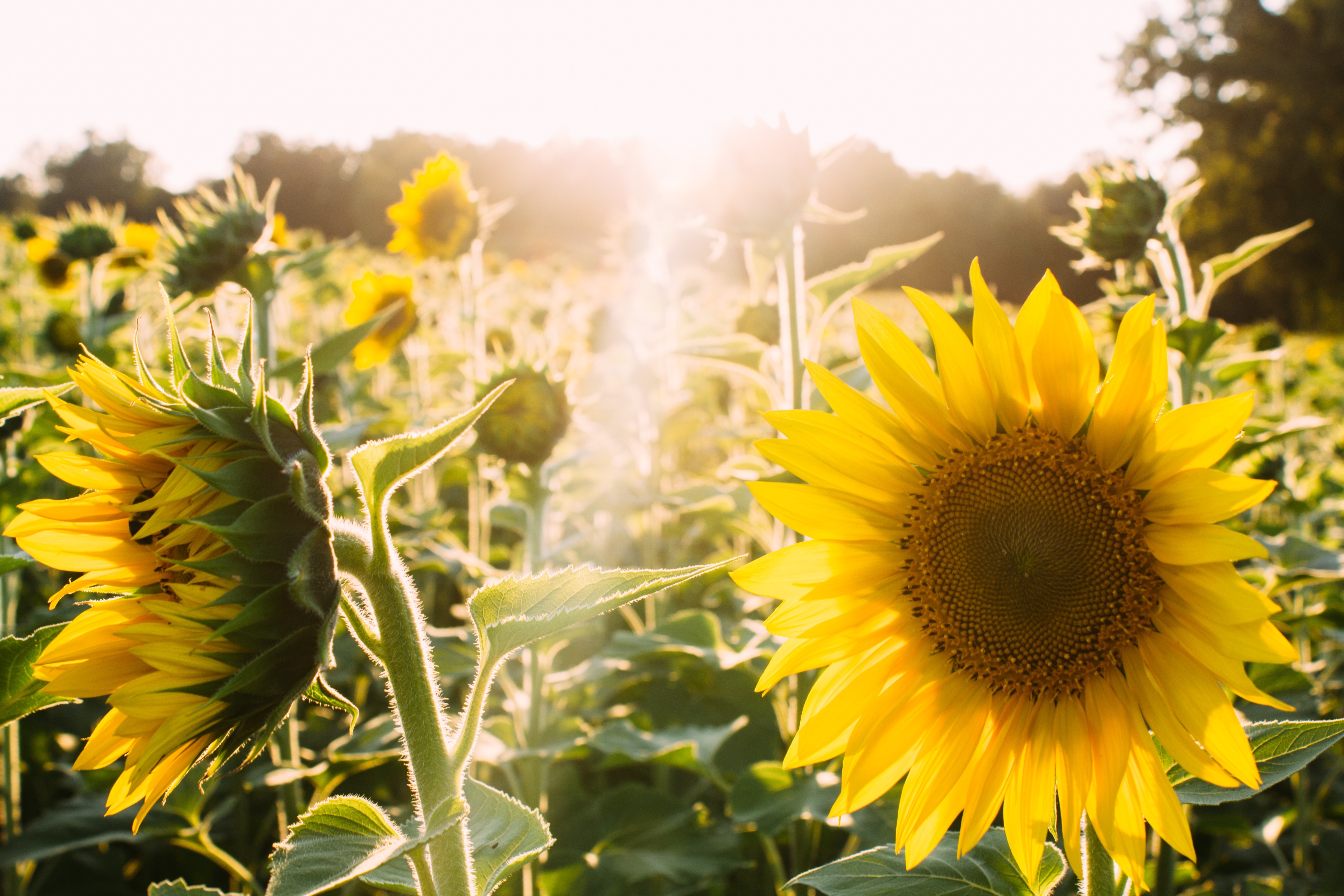 Wallpapers flora terrestrial plant sunflowers on the desktop