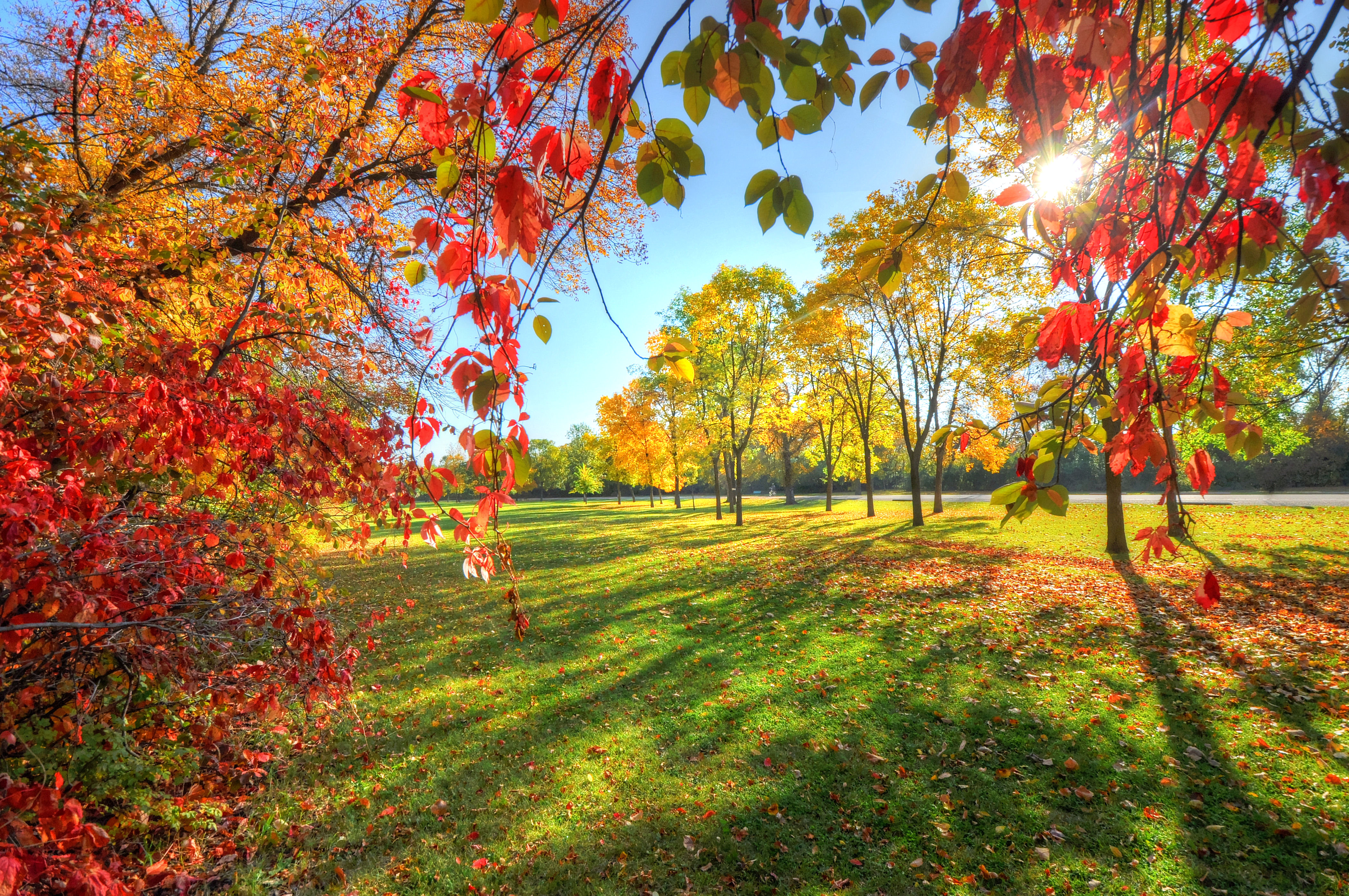 Free photo Colorful trees on an autumn sunny day