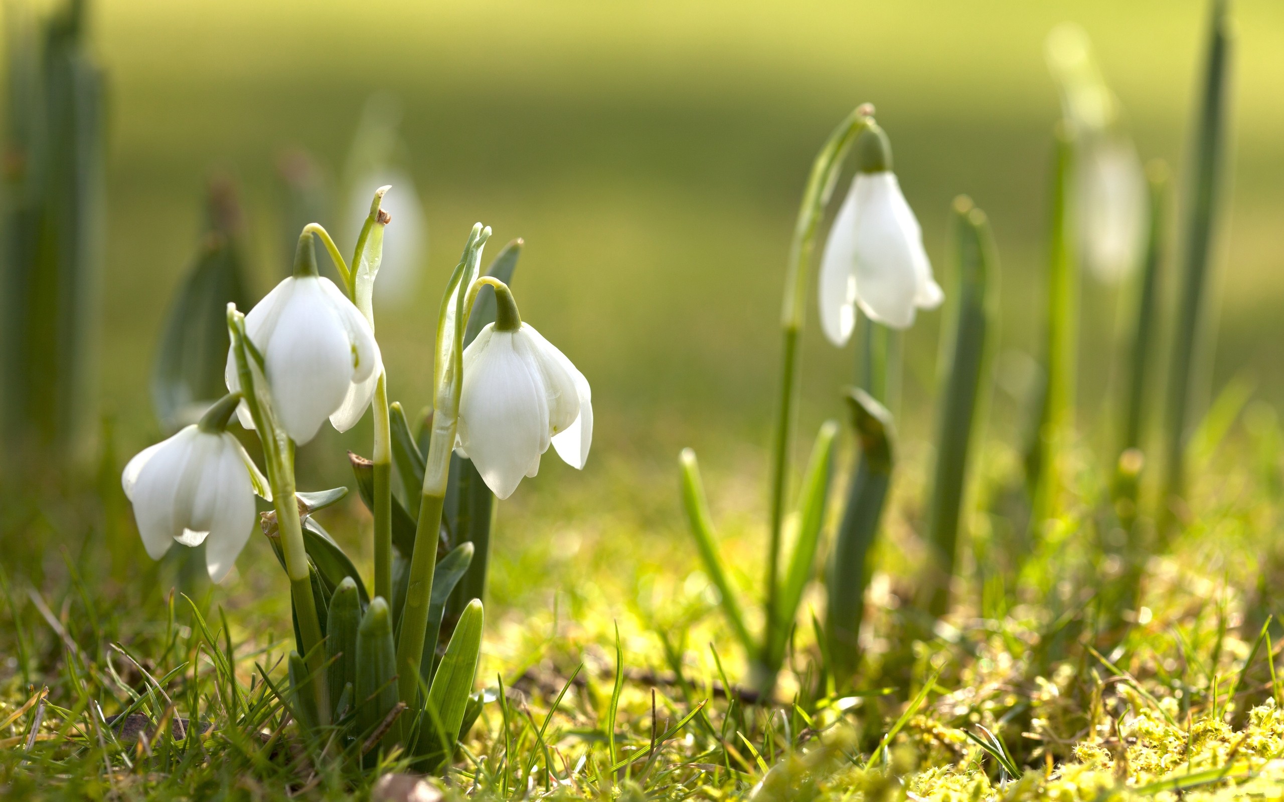 Free photo The first snowdrops