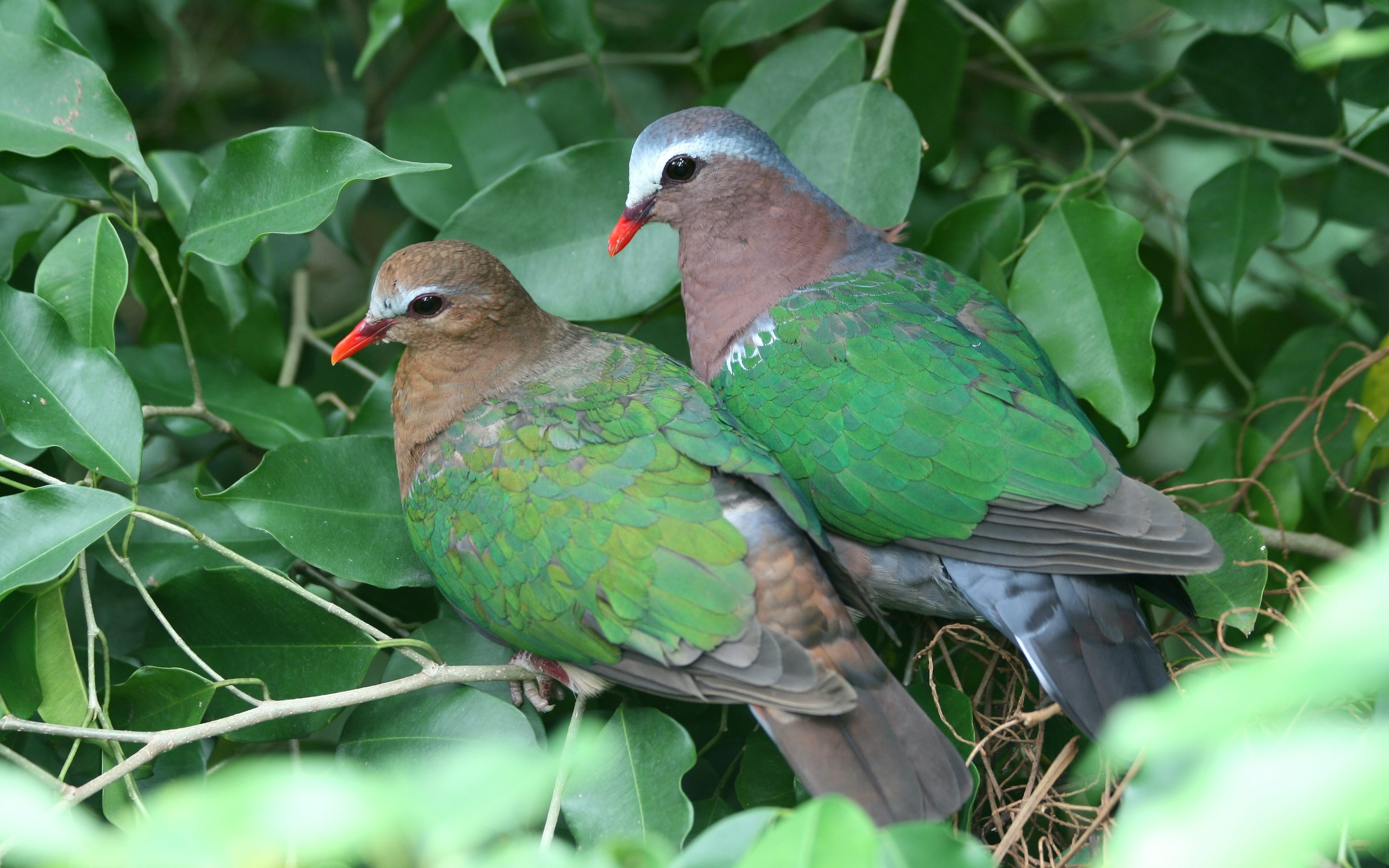 Wallpapers wallpaper bird couple leaves nature on the desktop