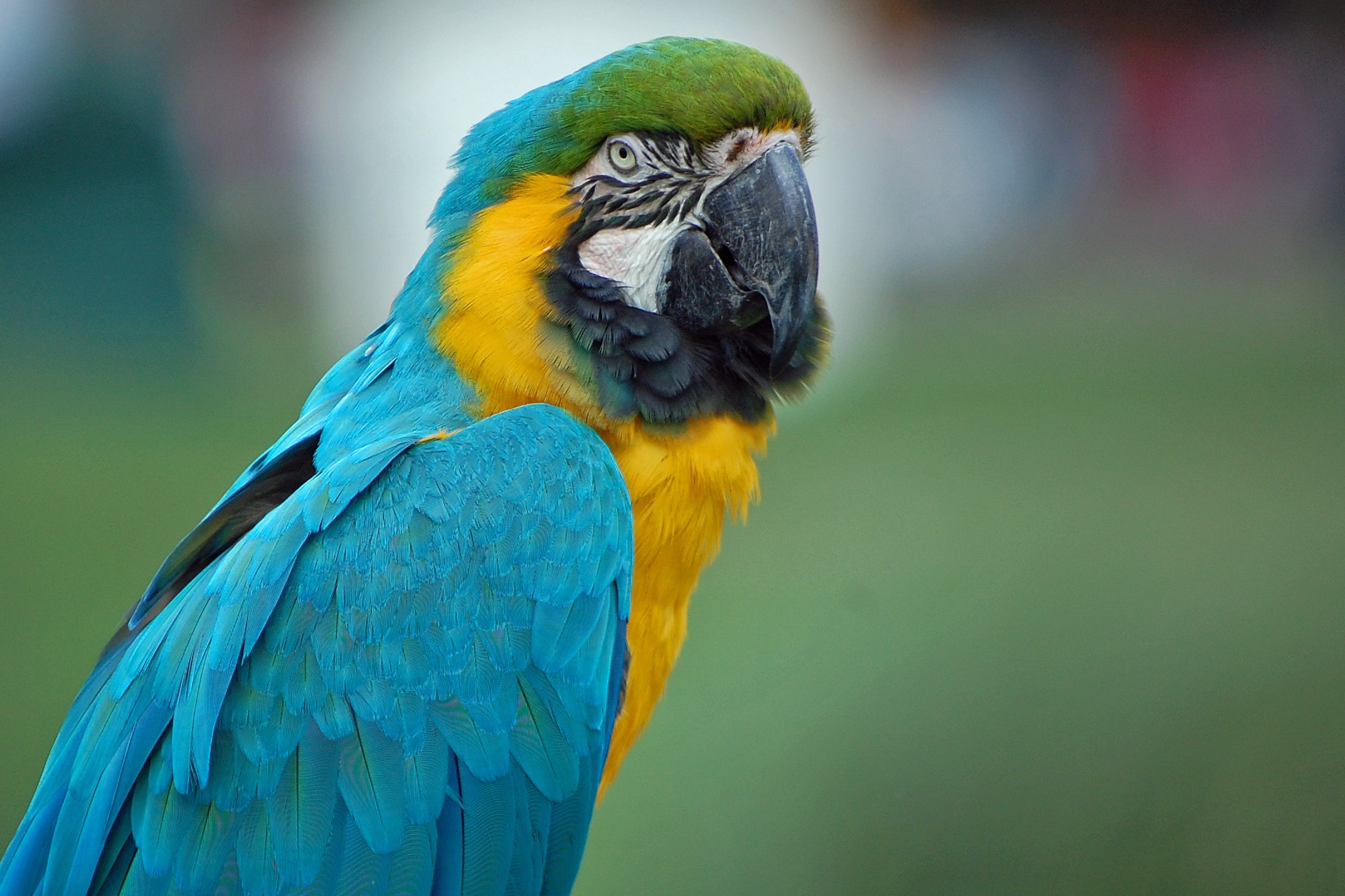 免费照片一只有蓝色翅膀的阿拉鹦鹉
