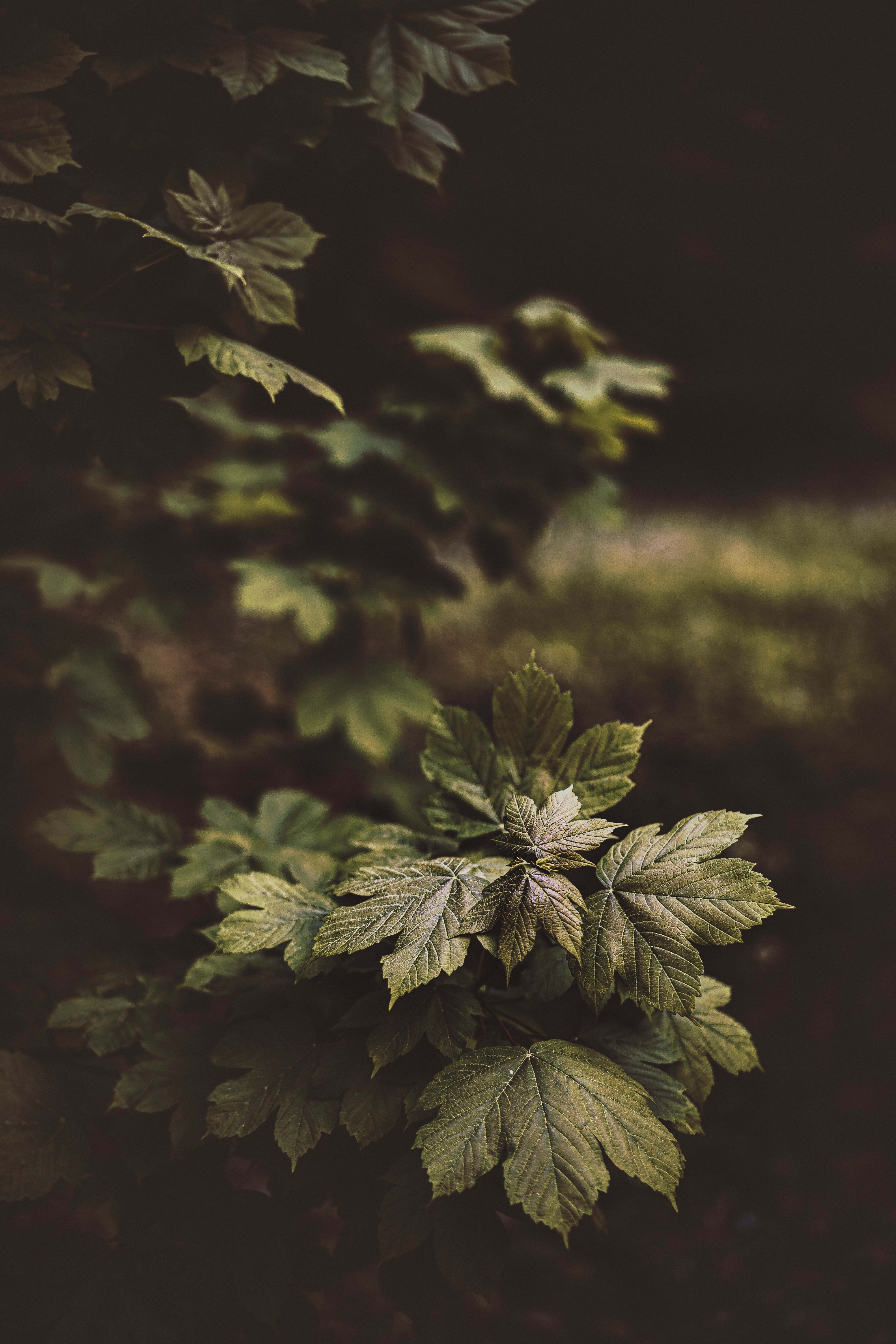 Wallpapers glossy leaves green leaves plants on the desktop