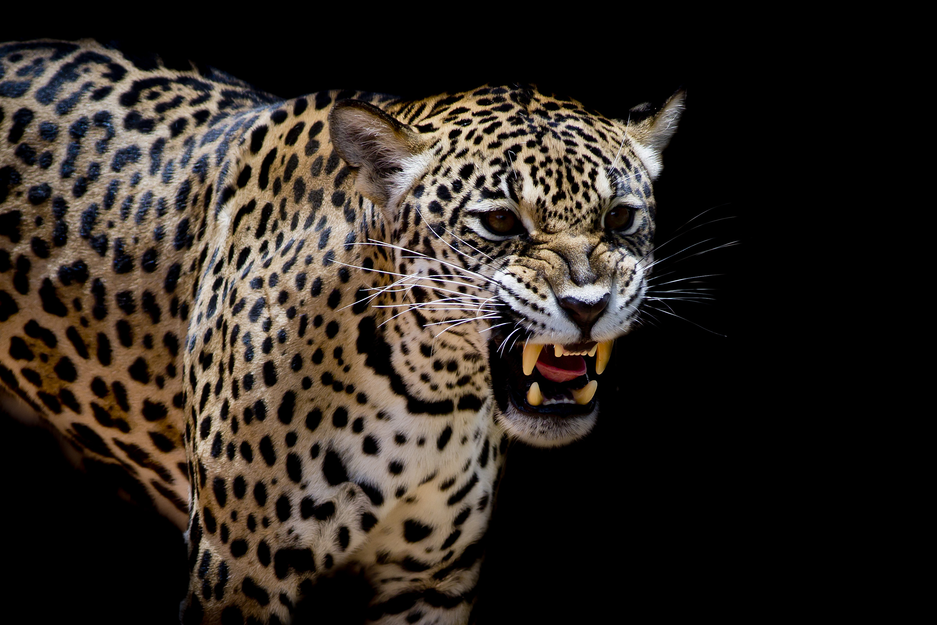 Wallpapers predator wild cat tongue on the desktop