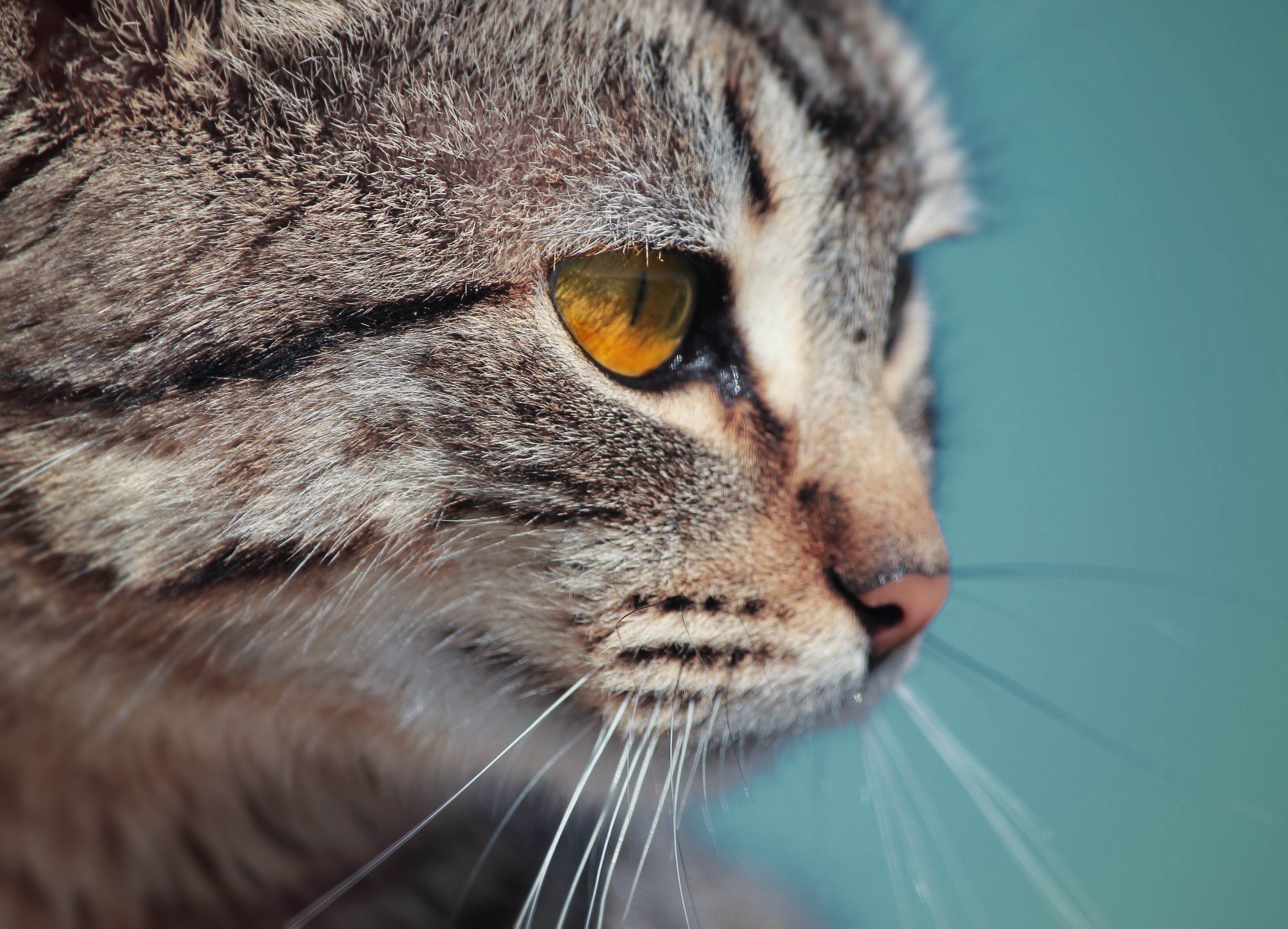 Free photo Face of a gray cat with yellow eyes