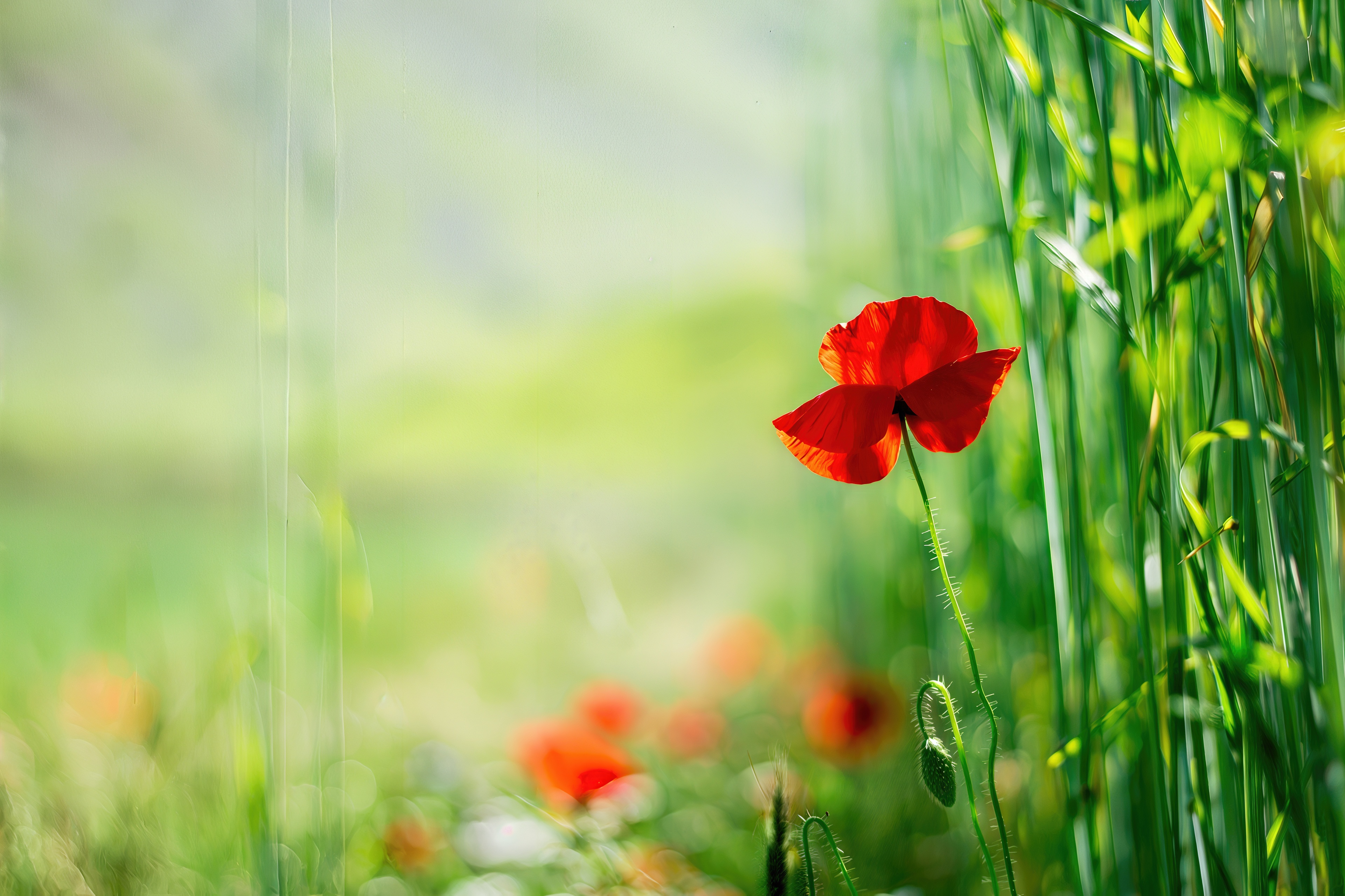 免费照片在阳光下高大的绿草之间的鲜红罂粟。