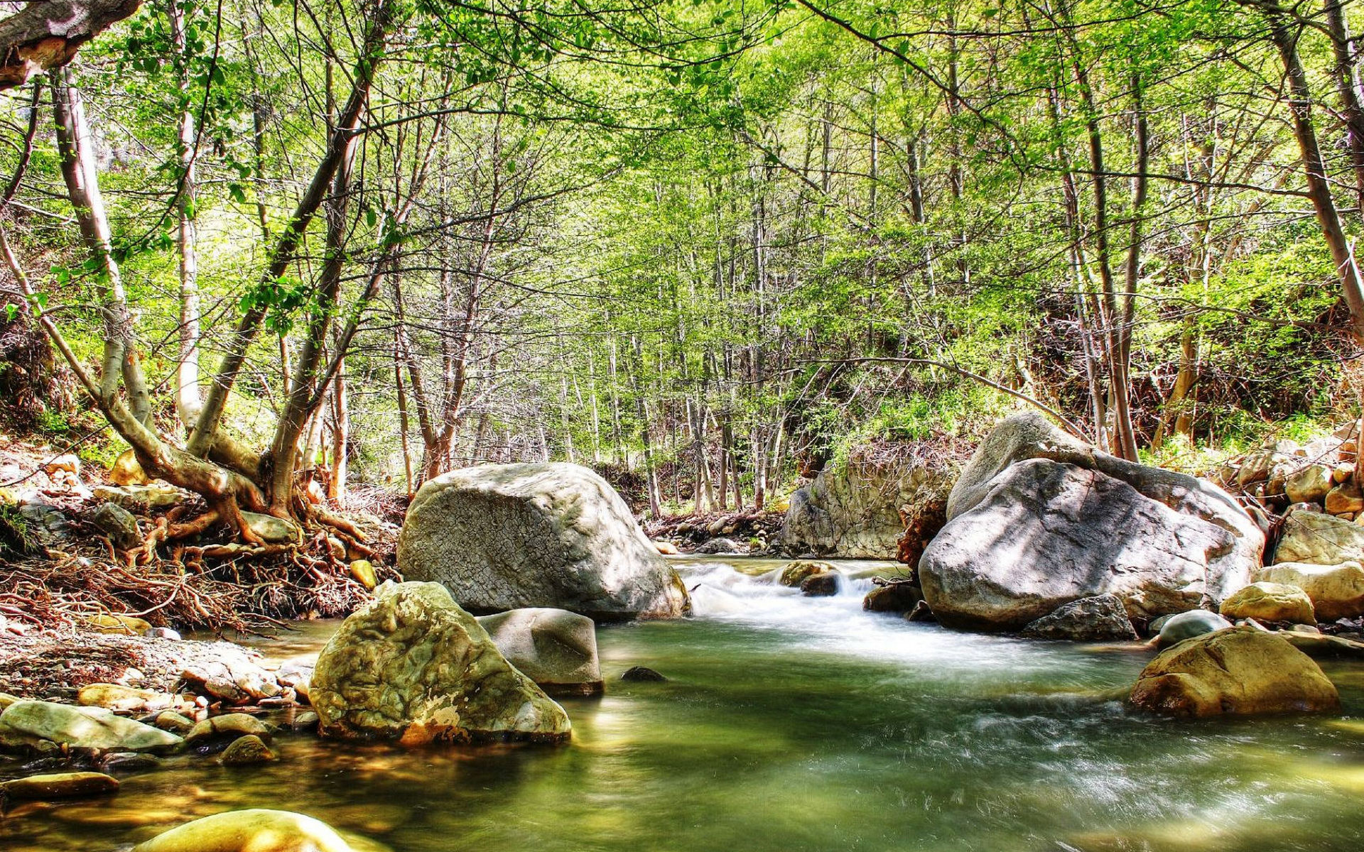 Wallpapers a river calm the trees on the desktop