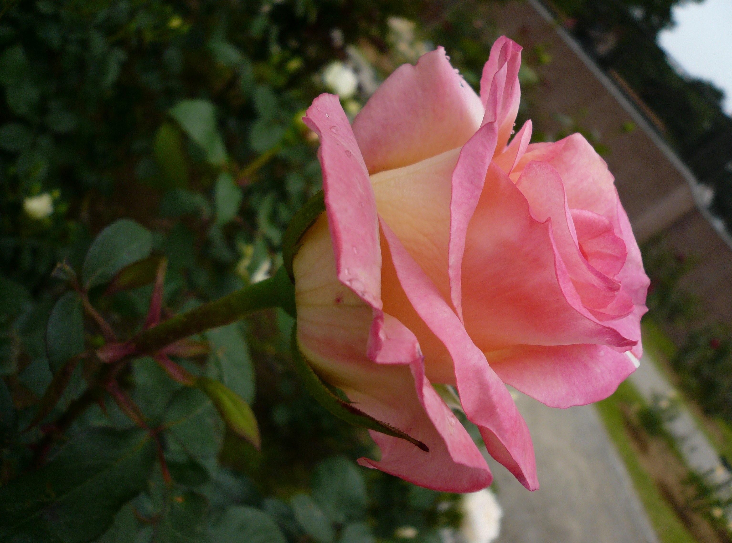 桌面上的壁纸玫瑰 花 花圃
