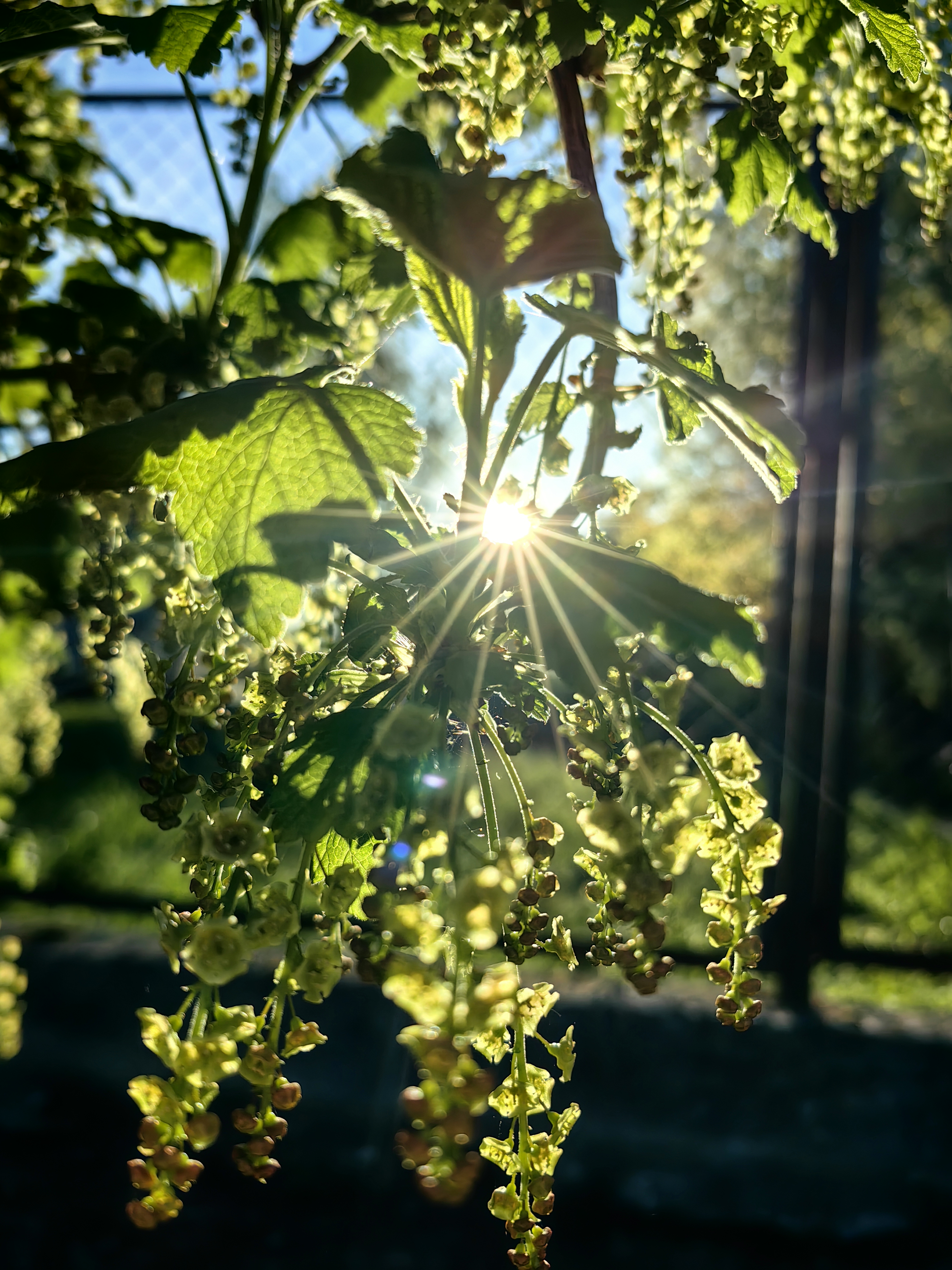 Солнцечная листва