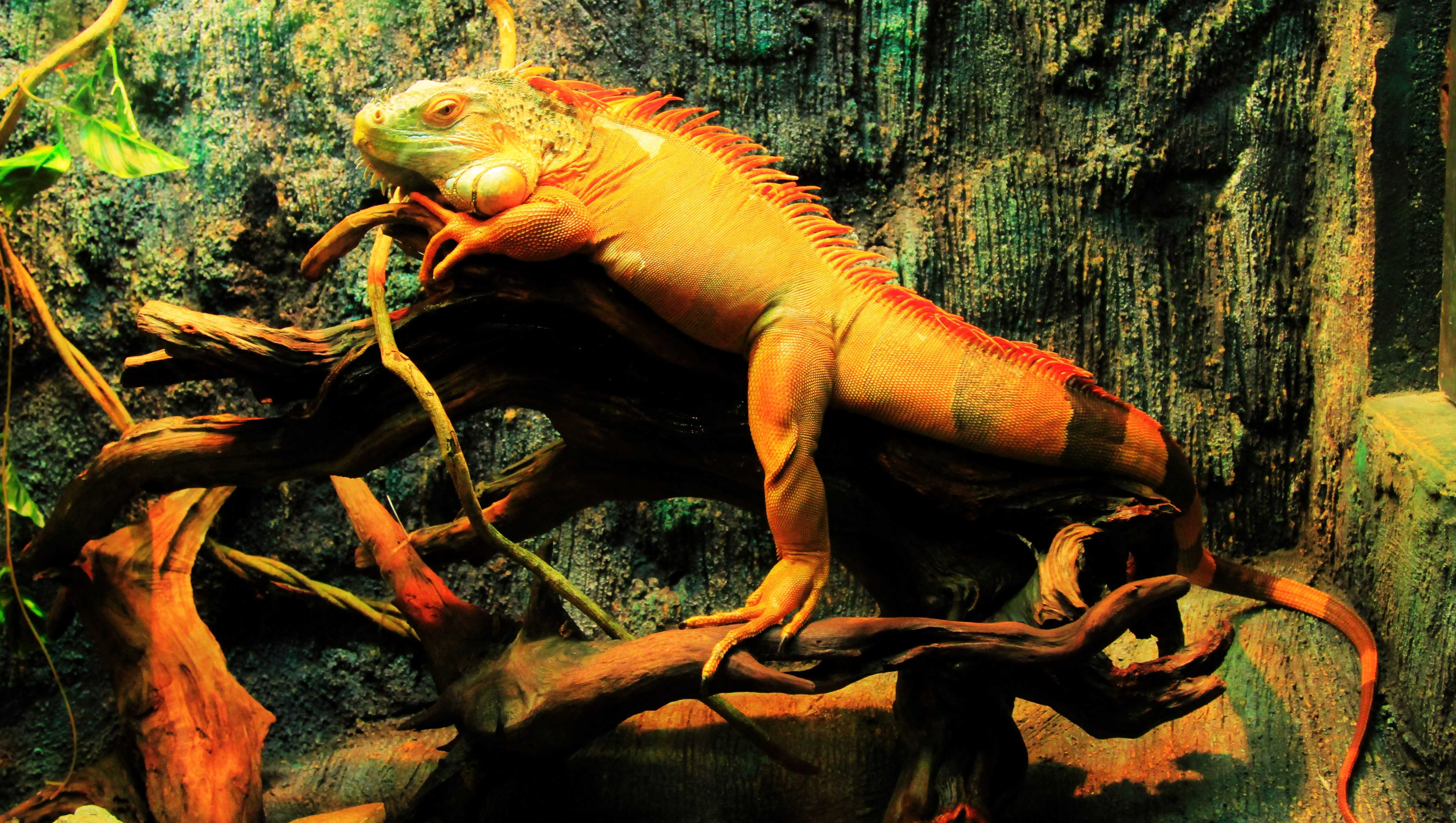 橙色蜥蜴