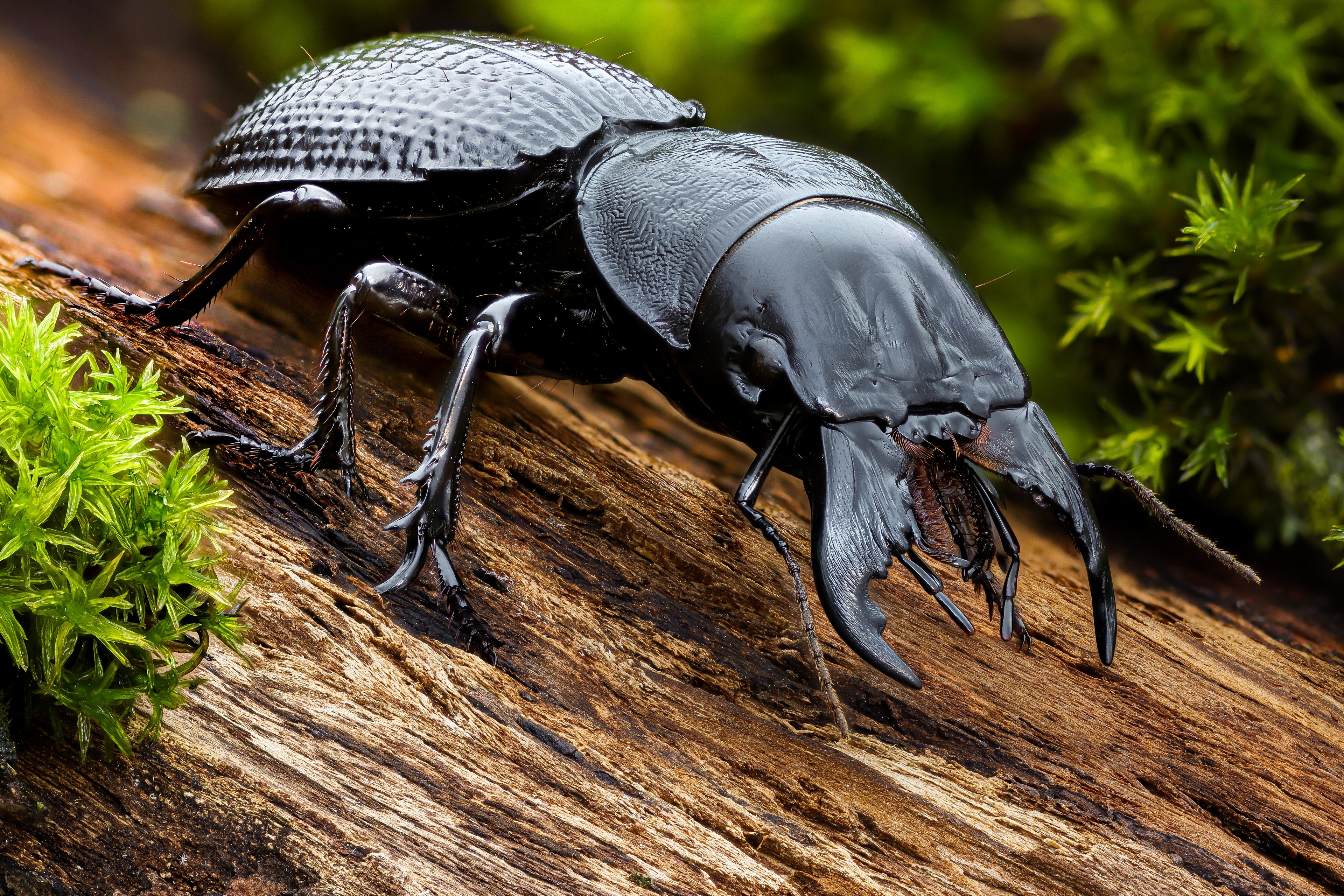 Free photo Black beetle on tree bark