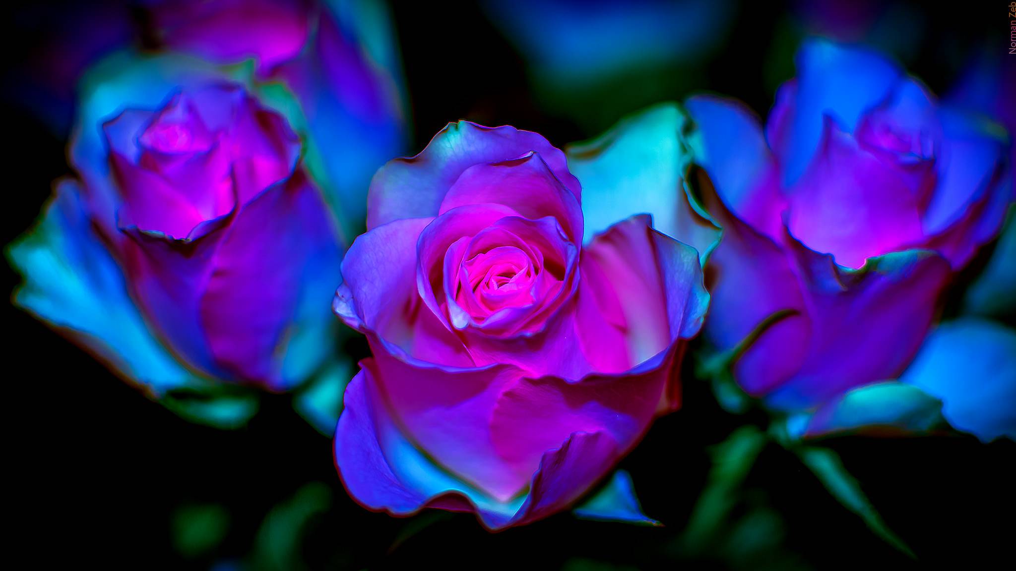 Обои три розы флора розы на рабочий стол