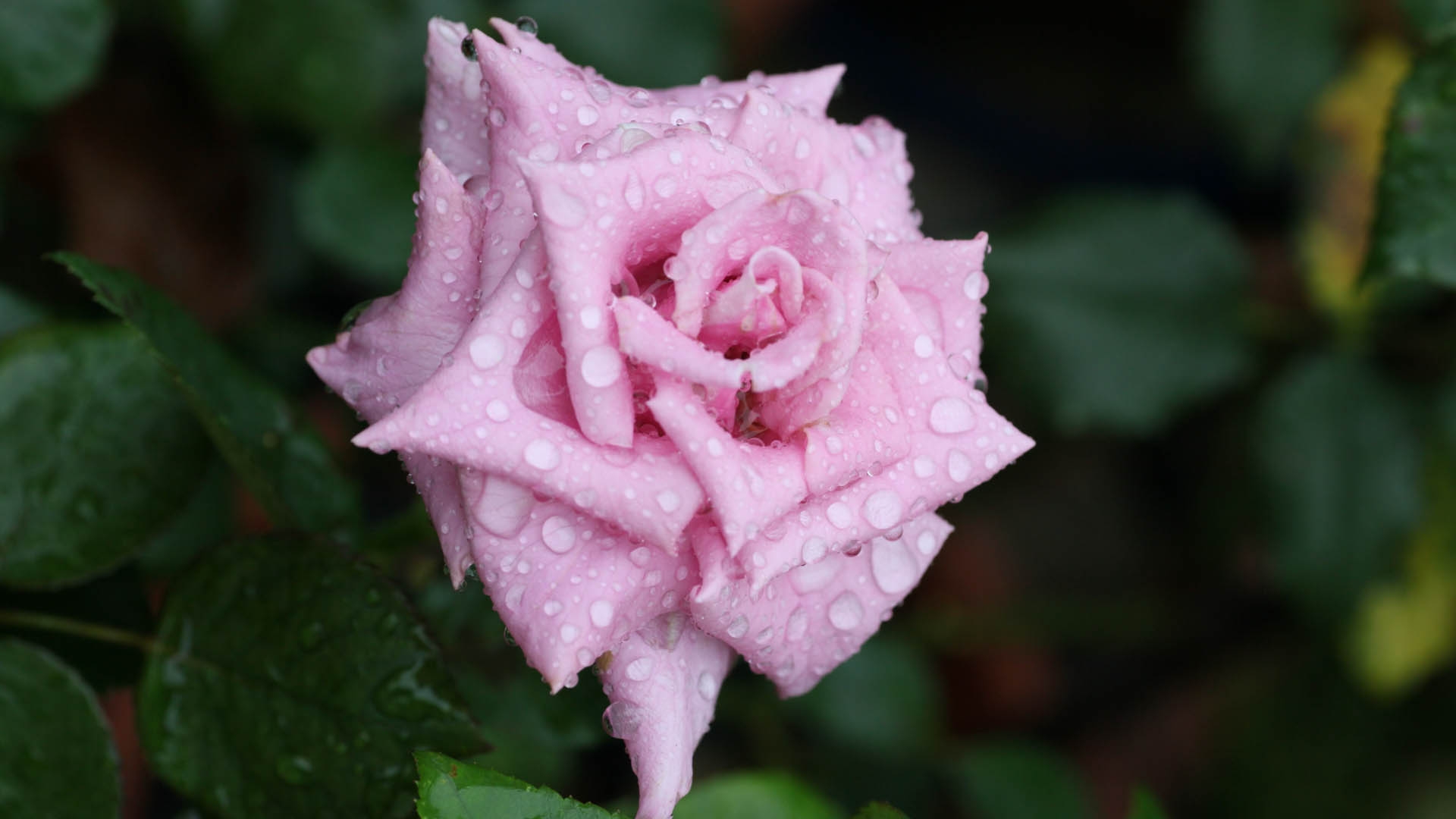 Pink rosebud in the rain