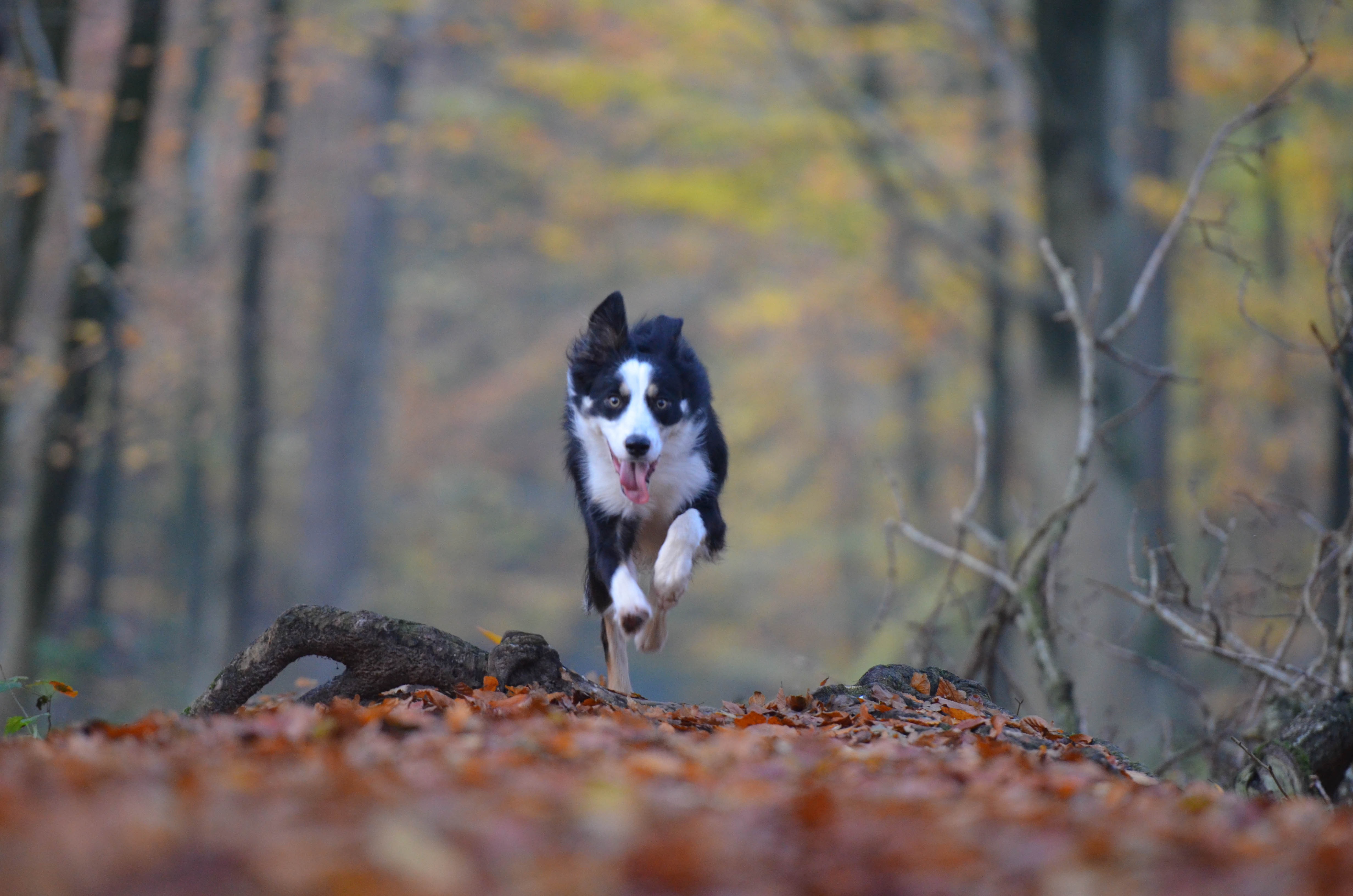 Бесплатное фото Собака на прогулке в осеннем лесу